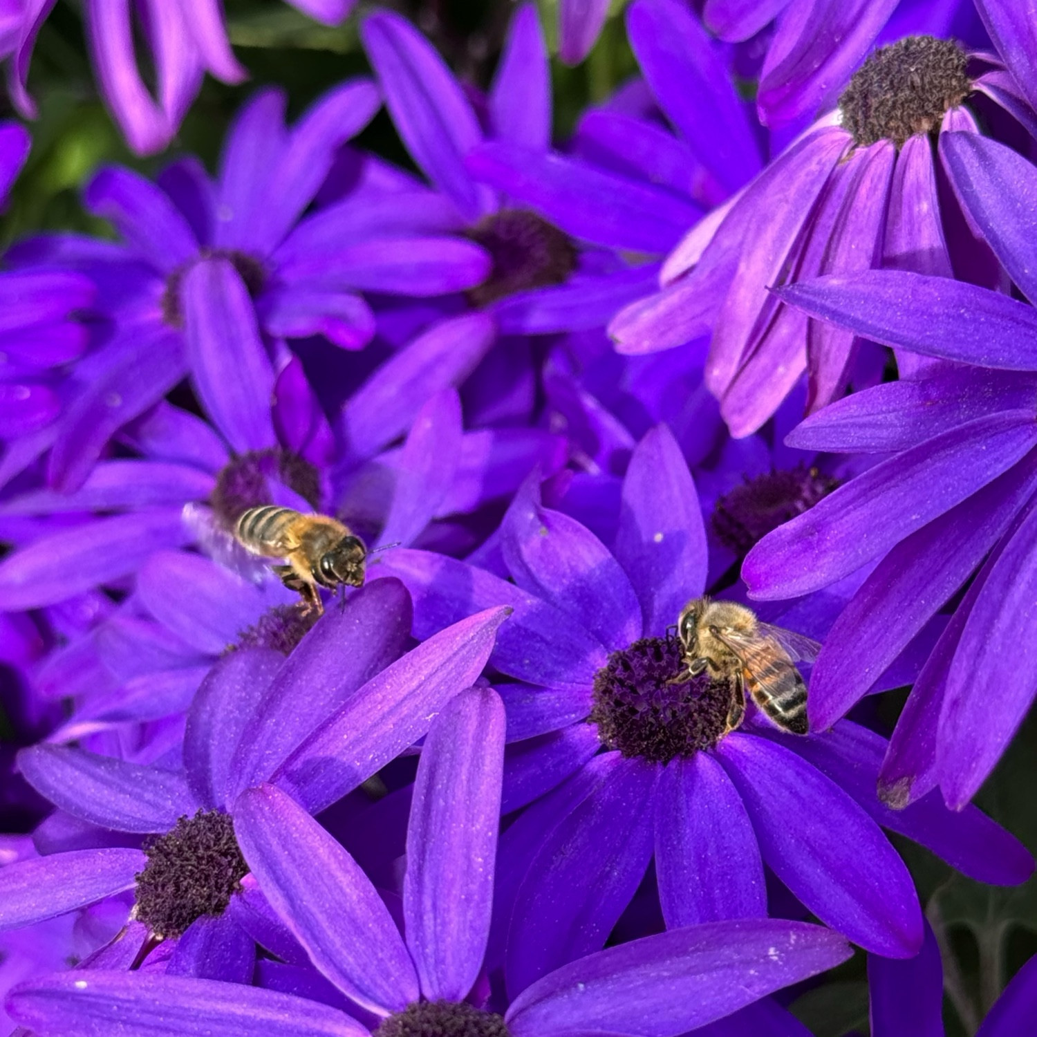 Two honey bees feed on purple flowers