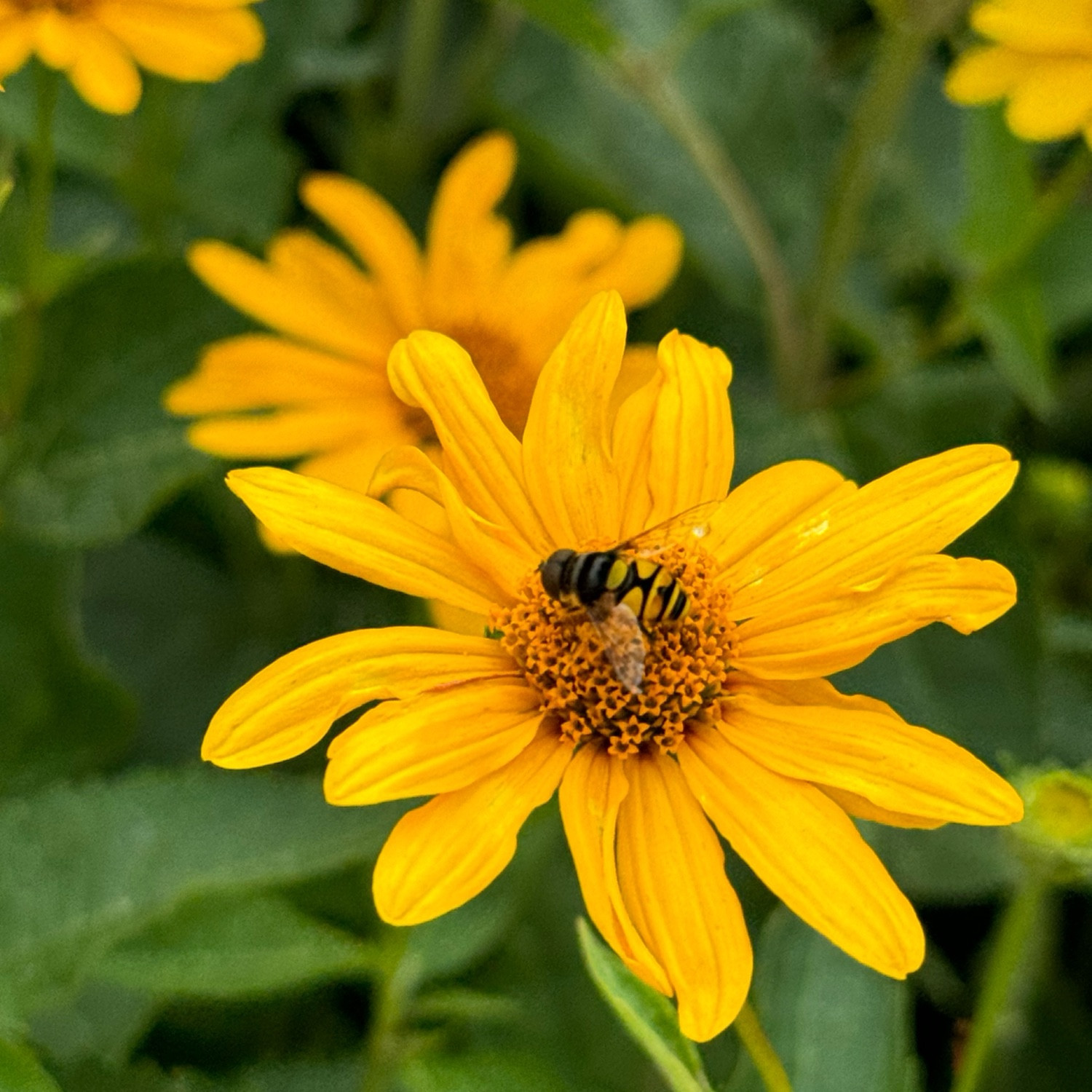 A bumble bee landed on the center of a yellow flower