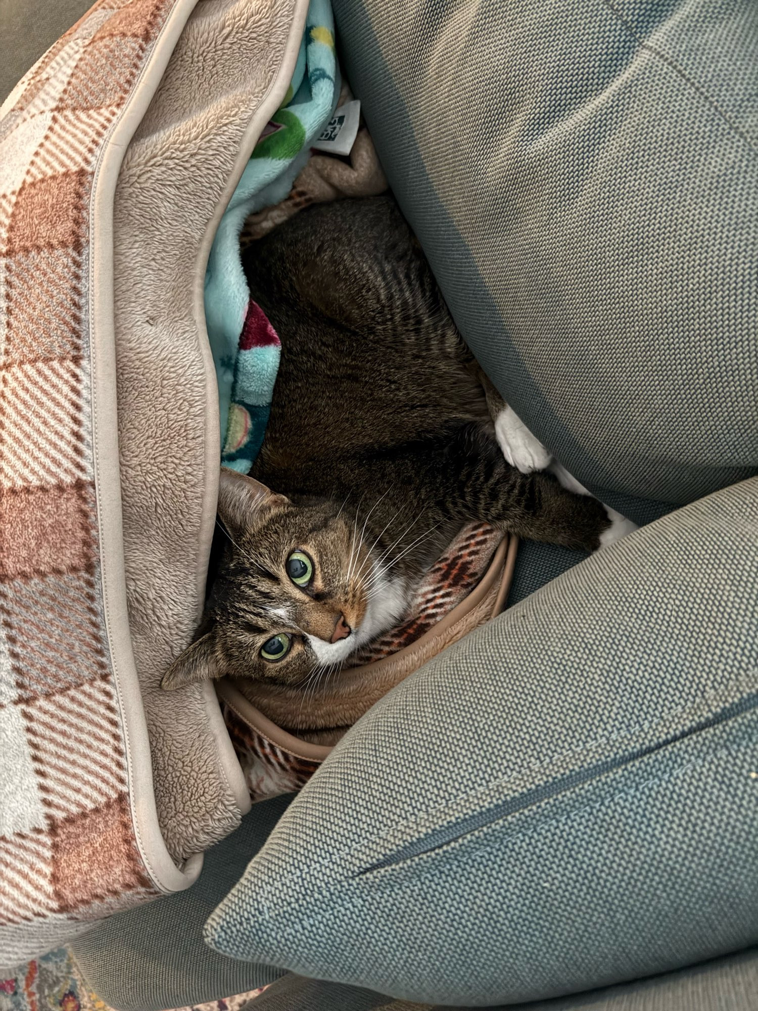 Pepper a tabby cat lies on her side partially covered by two blankets and wedged between couch cushions 