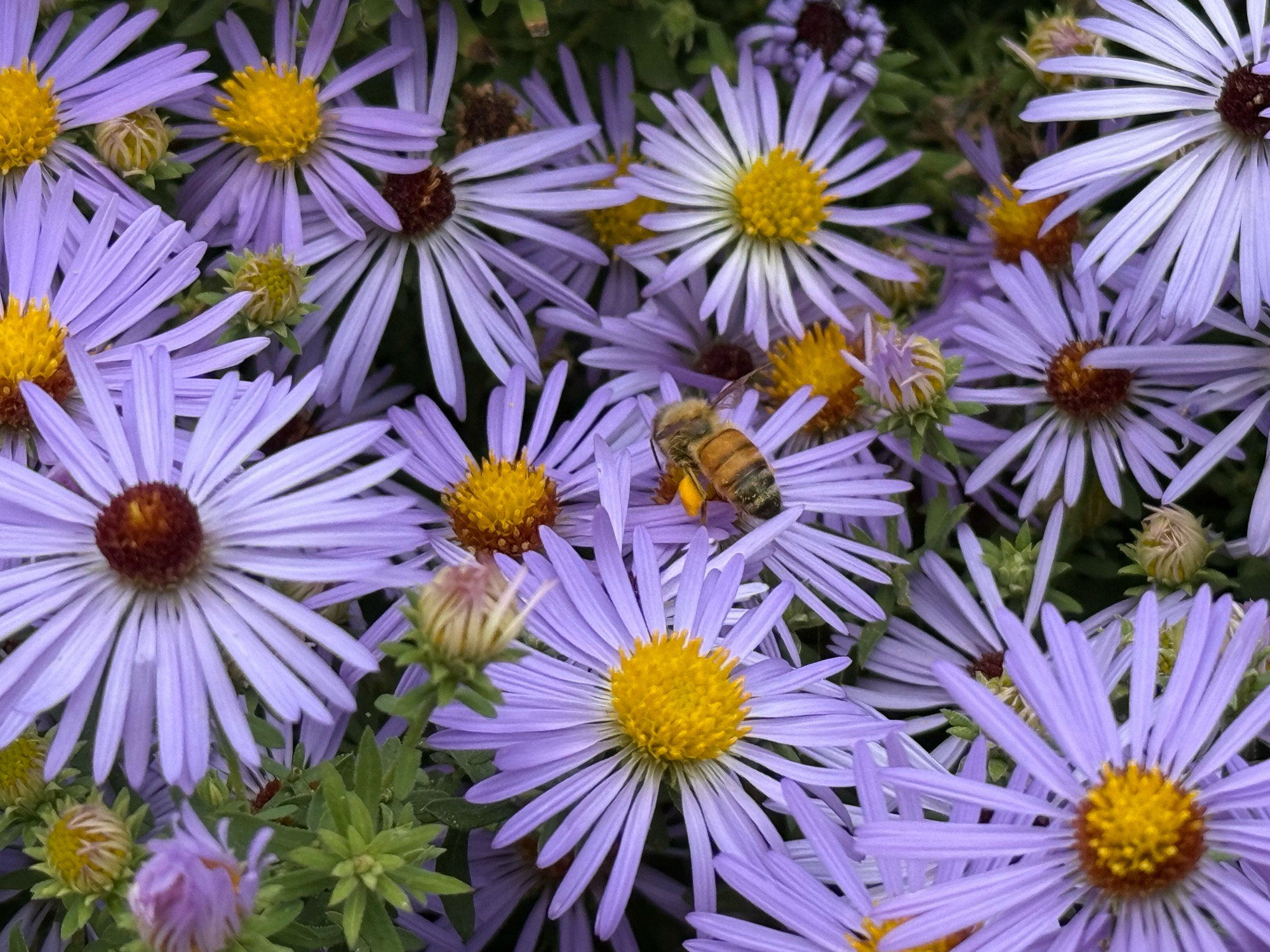 A honeybee landing on a purple flower in a bed of other flowers with narrow purple petals and yellow centers.