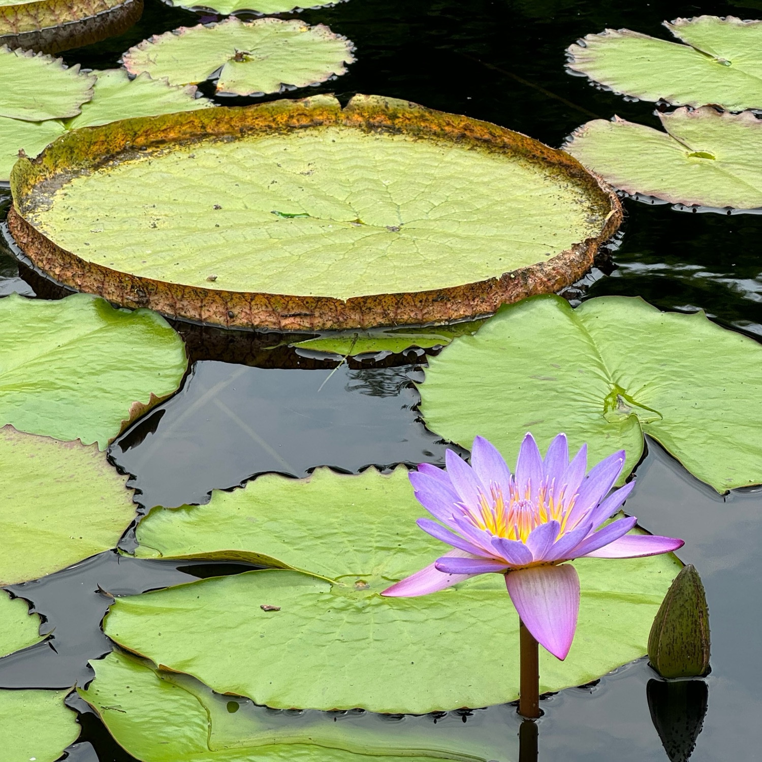 Lily pads with a purple lily in the foreground. I. The background one of the lily pads has a vertical lip