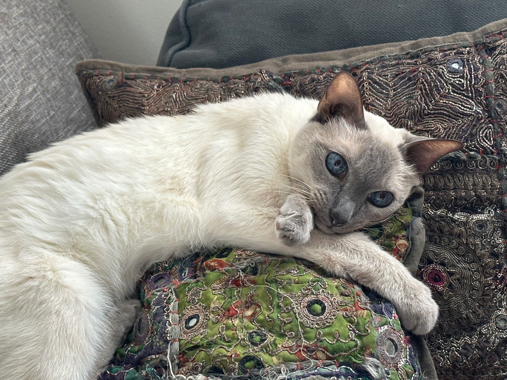 Nola, the blue point Siamese, longing on some beaded pillows. 