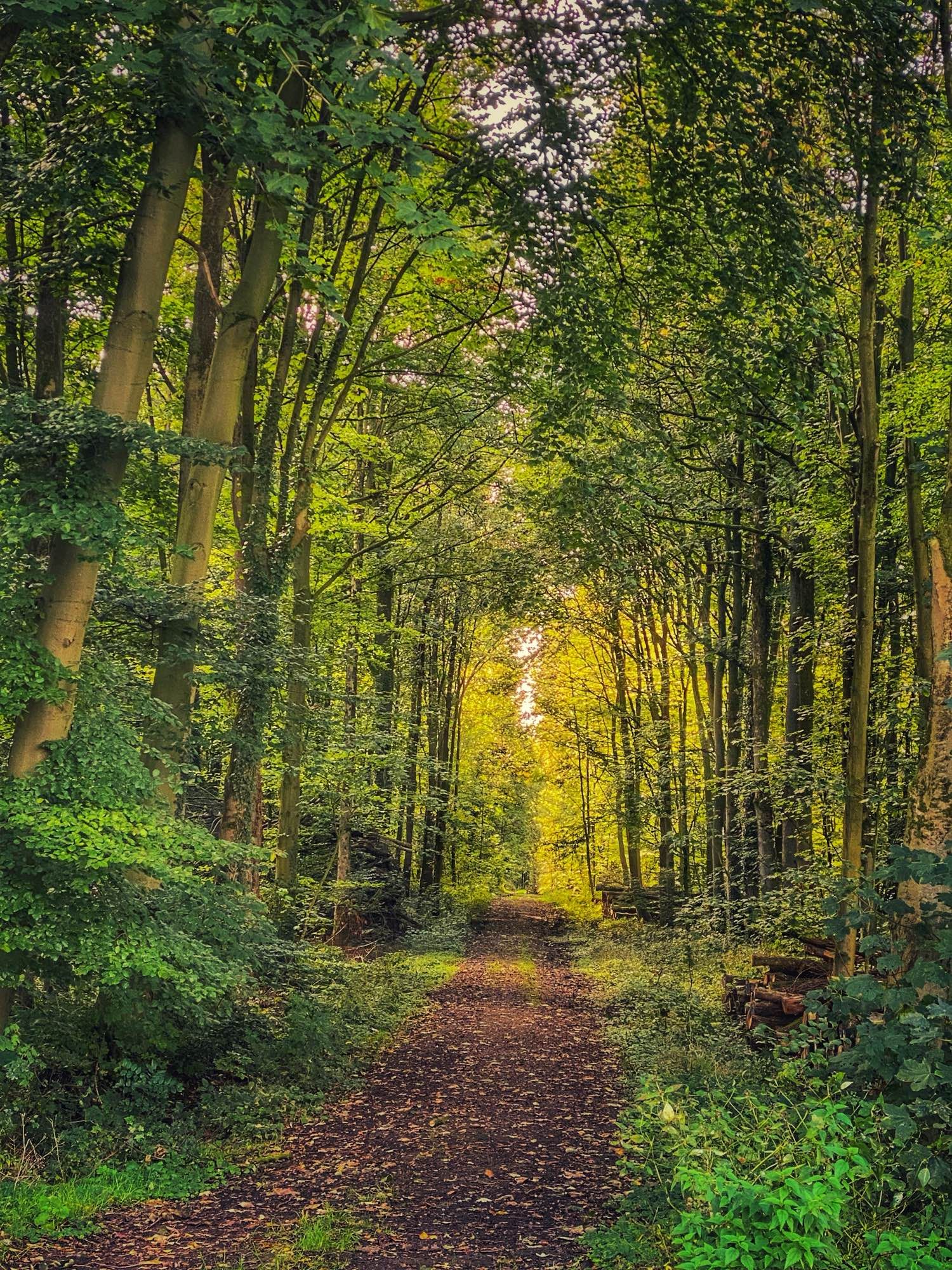 Forest path beneath canopy of trees. Photo taken by me.