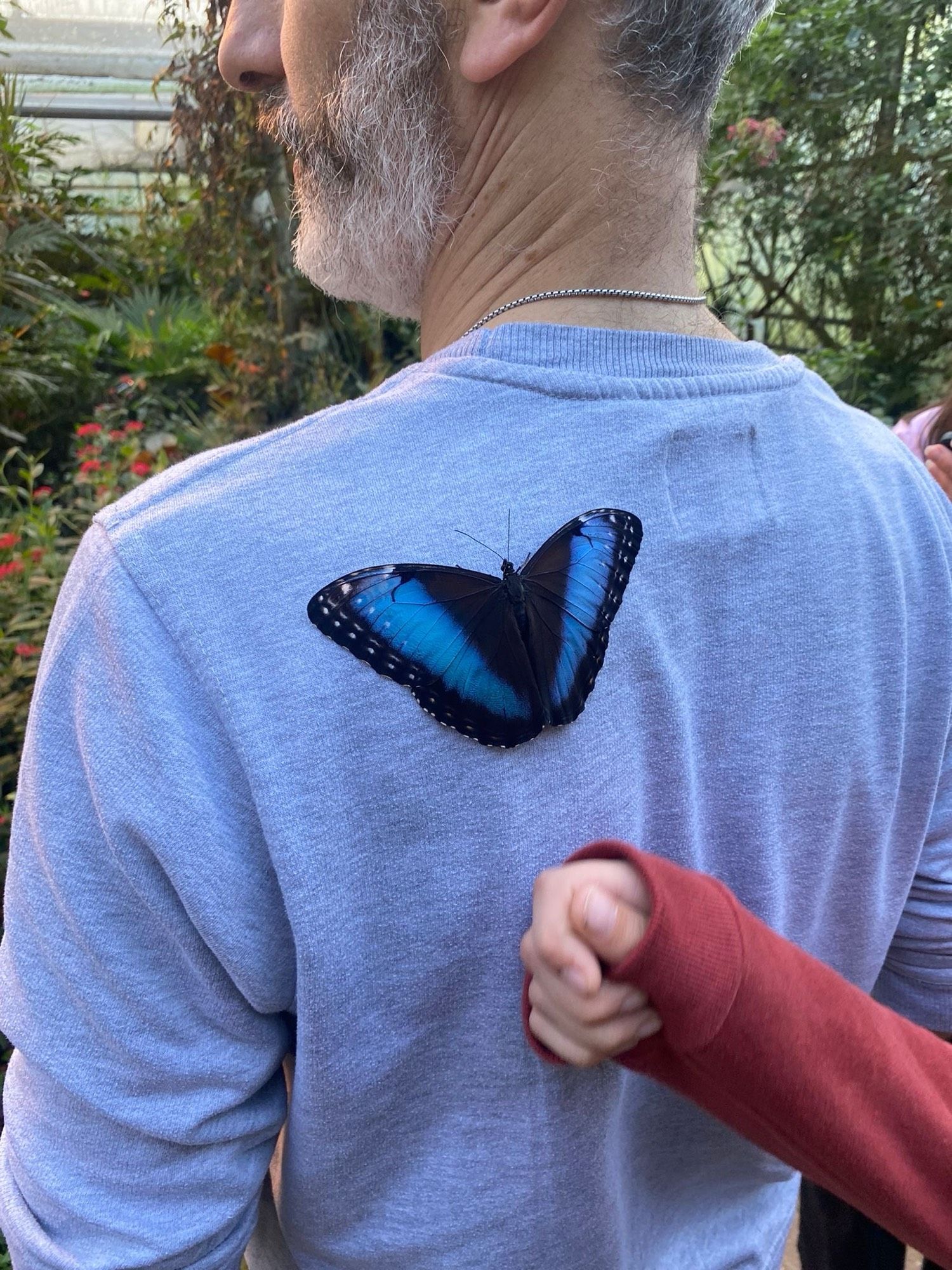 A blue butterfly on my shoulder