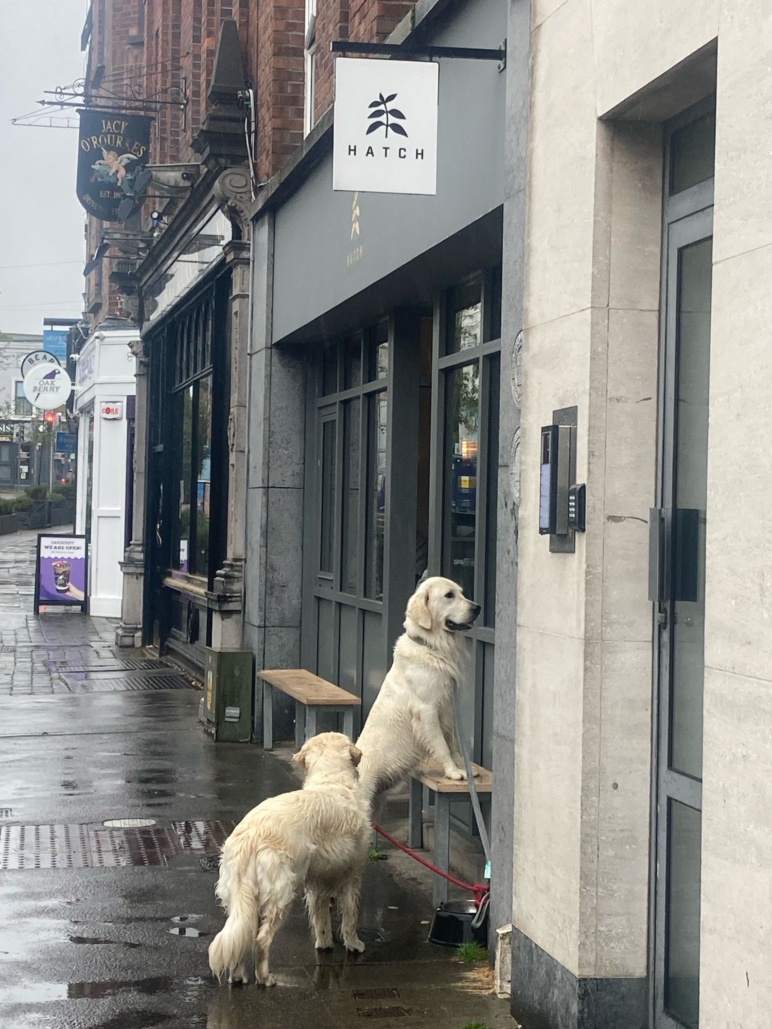 2 golden retrievers in the rain, one staring in the window of a cafe