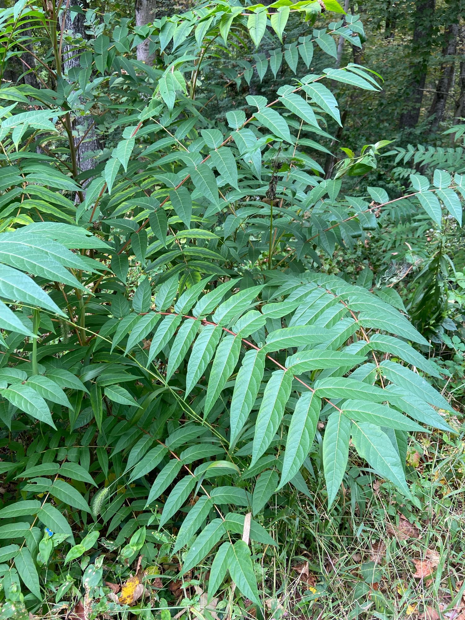 Tree of heaven