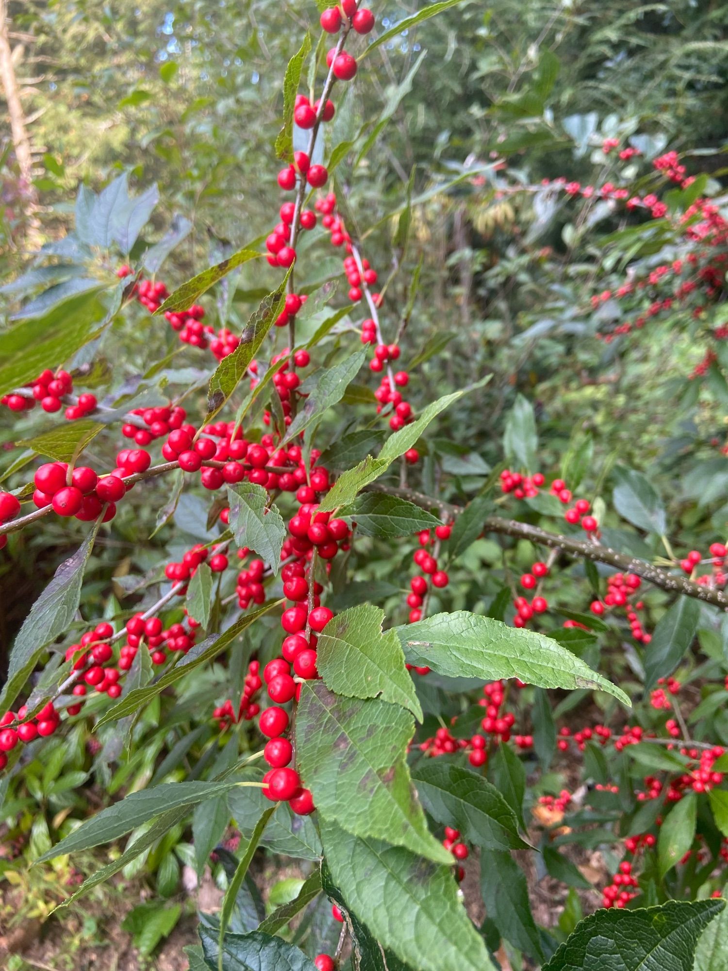 Bright red winter berries lining branches with a few pointed green leaves