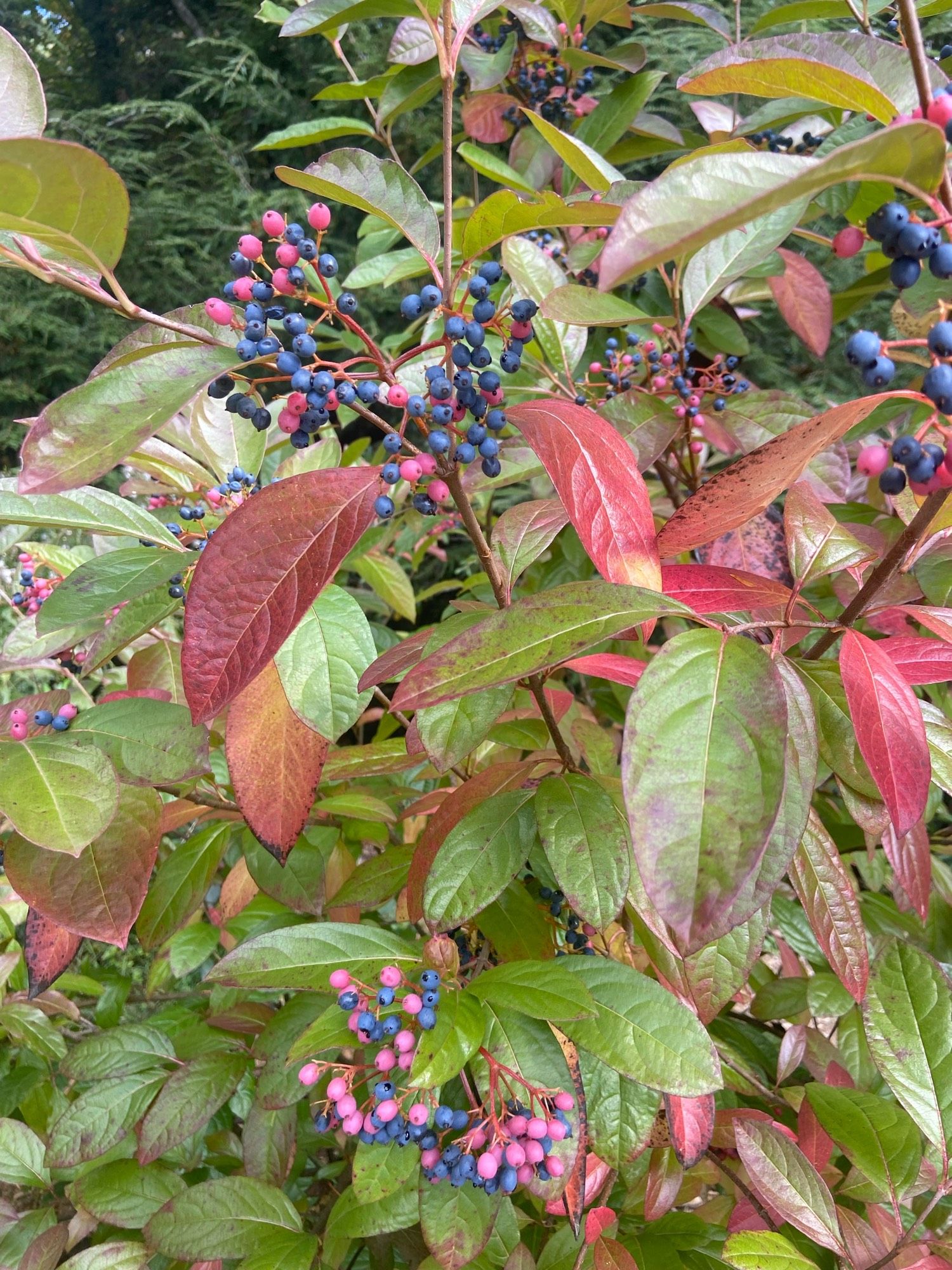 Pink and blue berries in clusters, surrounded by green leaves, turning a dark shade of pinkish red