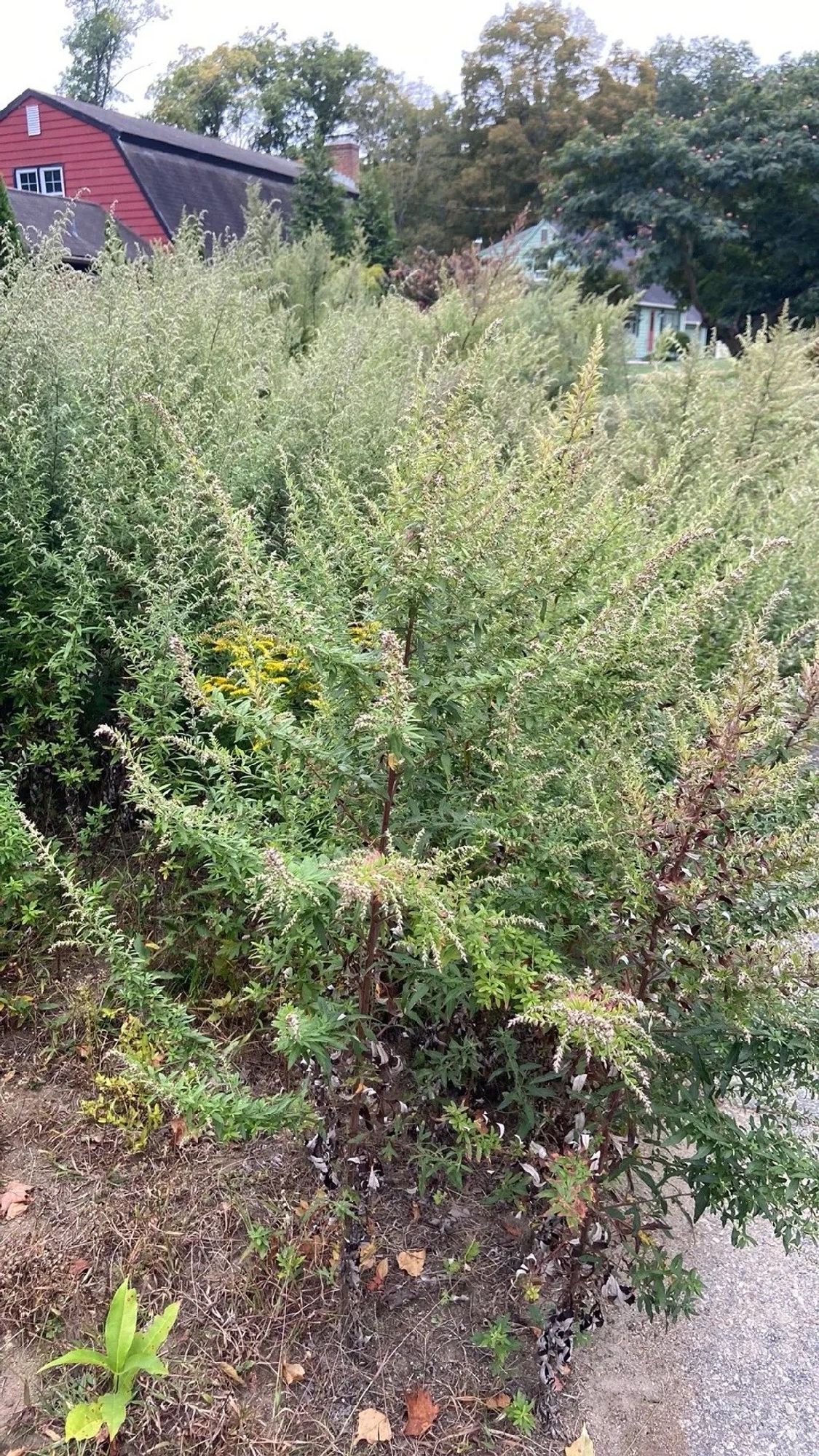 Mugwort