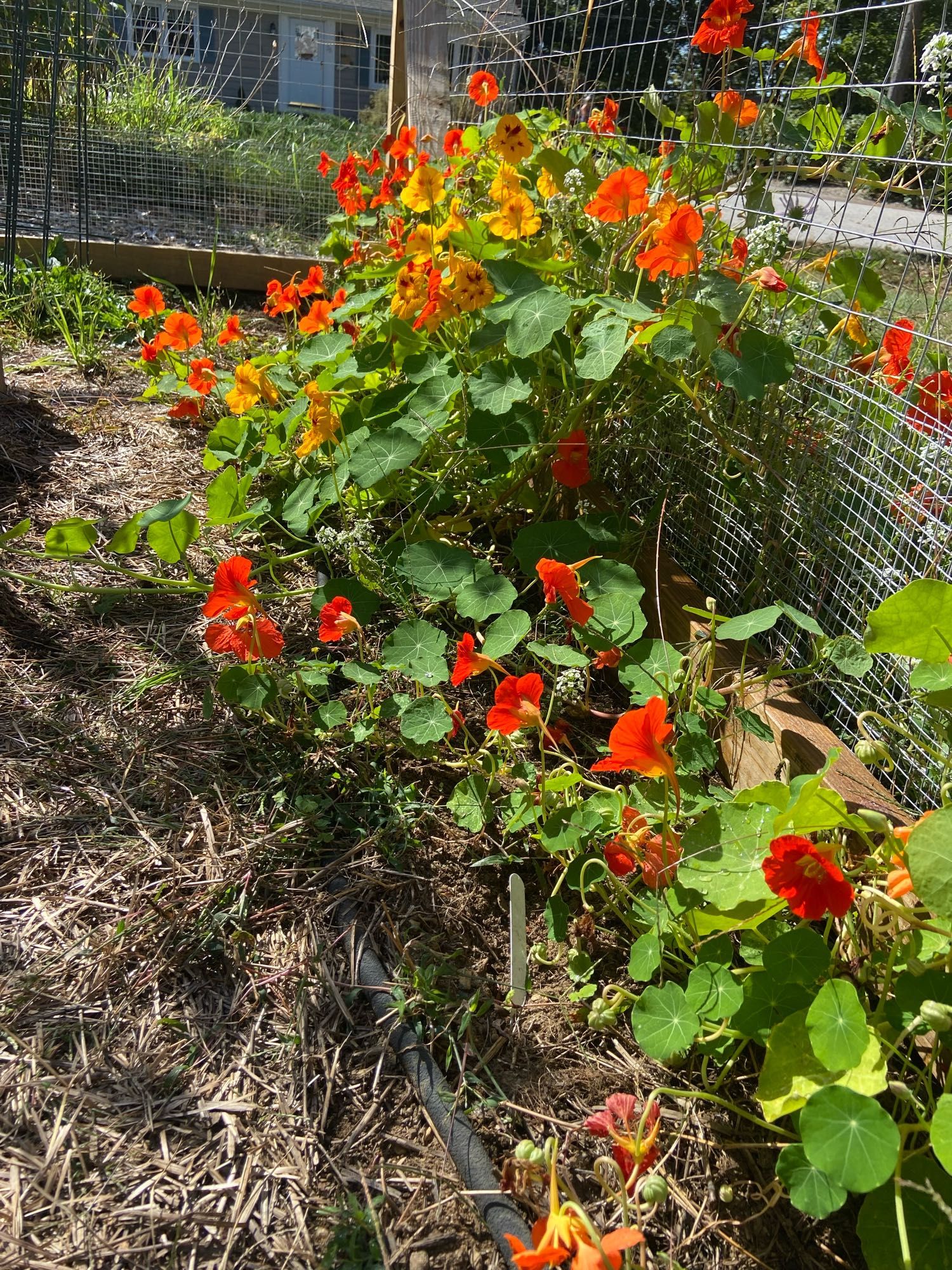 Red orange and yellow nasturtiums growing through a garden fence