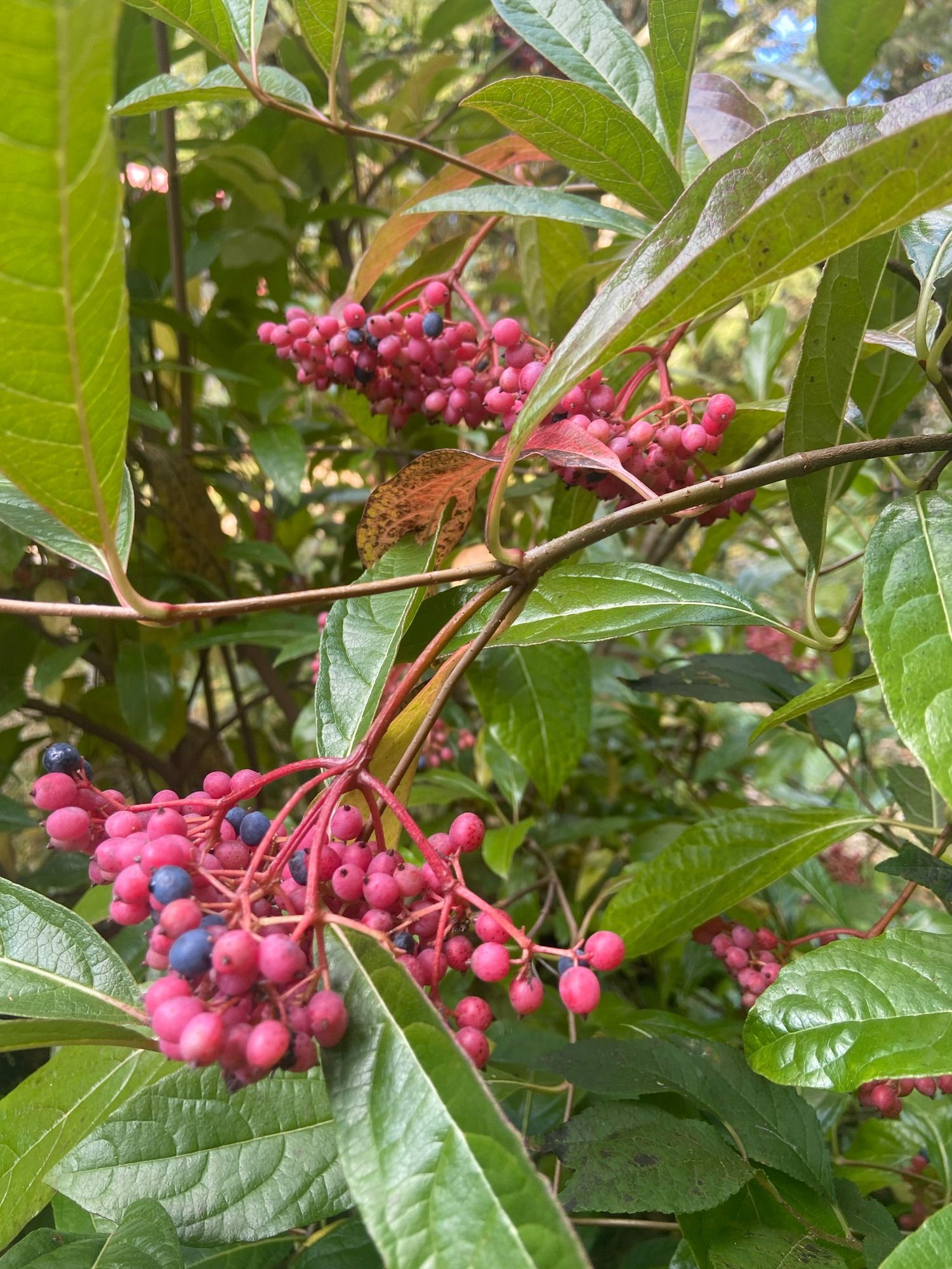 Large clusters of pink berries with a few blue ones scattered in and shiny green leaves