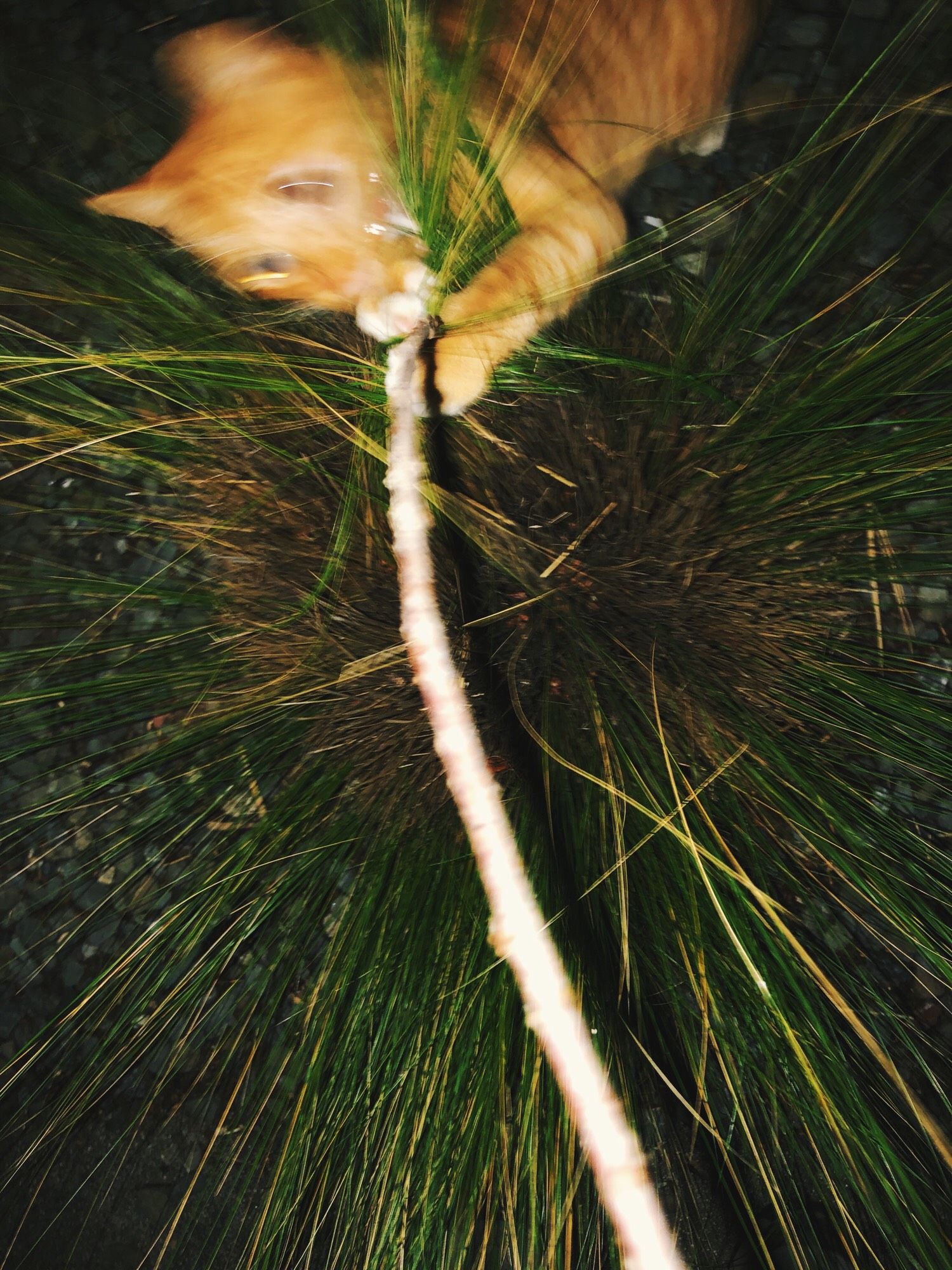 Nighttime /Snapshot of a small cat playing with a branch of fir. The branch is clutched between the cat paws and their eyes are really wide. The cat is in the very top of the frame and the rest of the frame is fir branch, with a long white branch spine down the middle of the image and green needles going in all directions