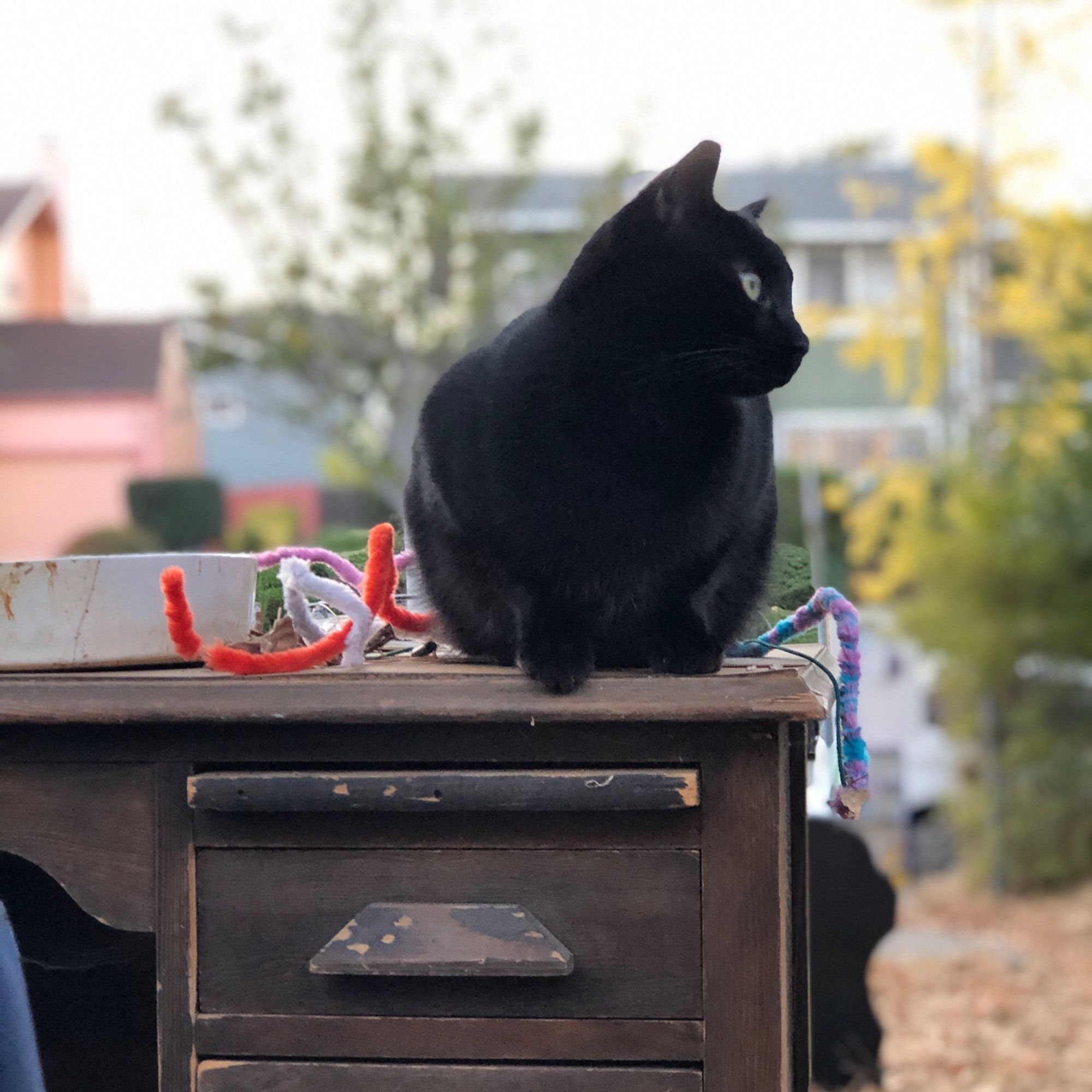 Midnight-Black cat sits on an old brown desk looking to the right. The scene is outdoors and colorful craft wire piping litters the desk