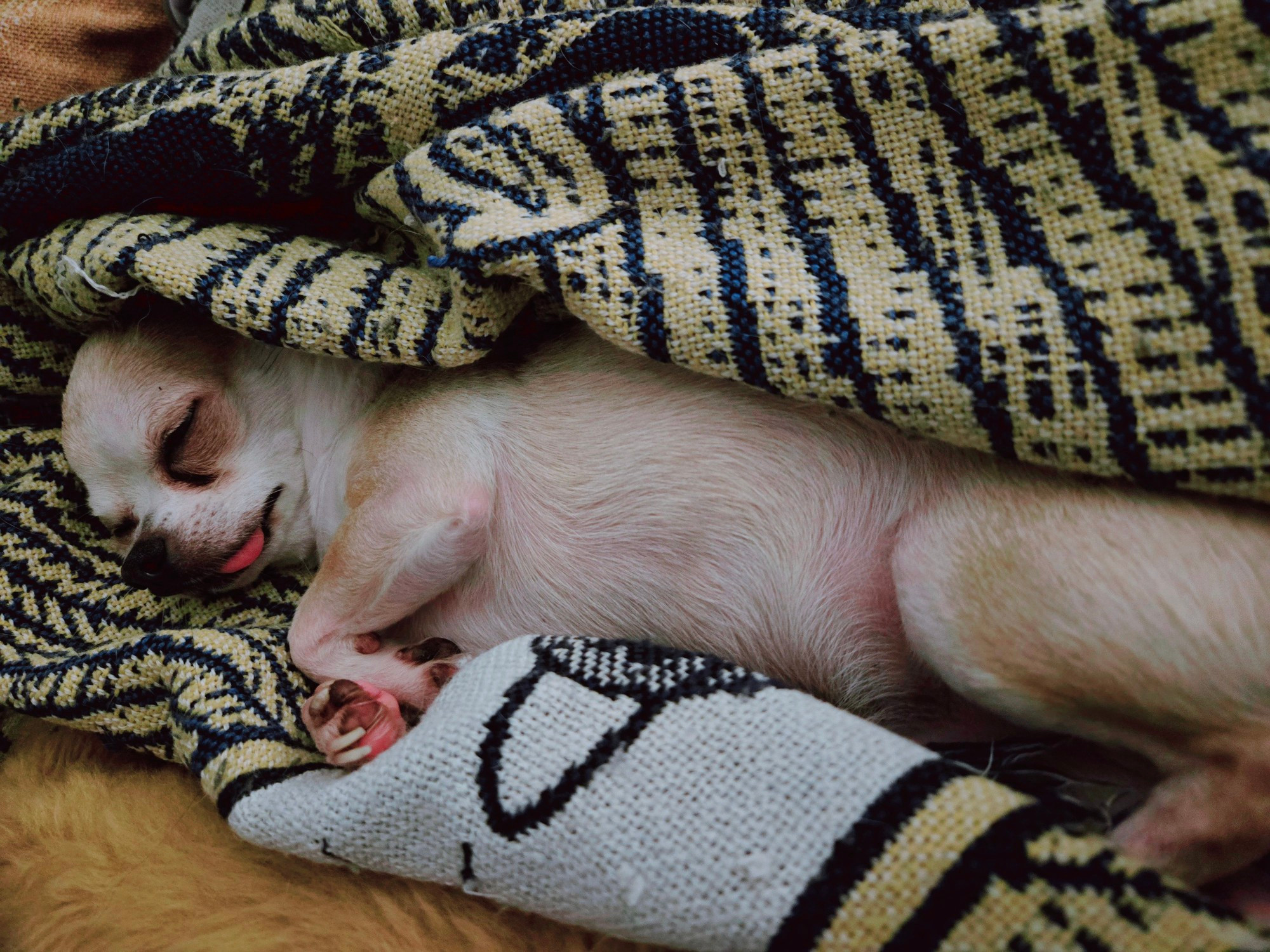 My small brown chihuahua Cecil asleep in a blanket with his tongue sticking out