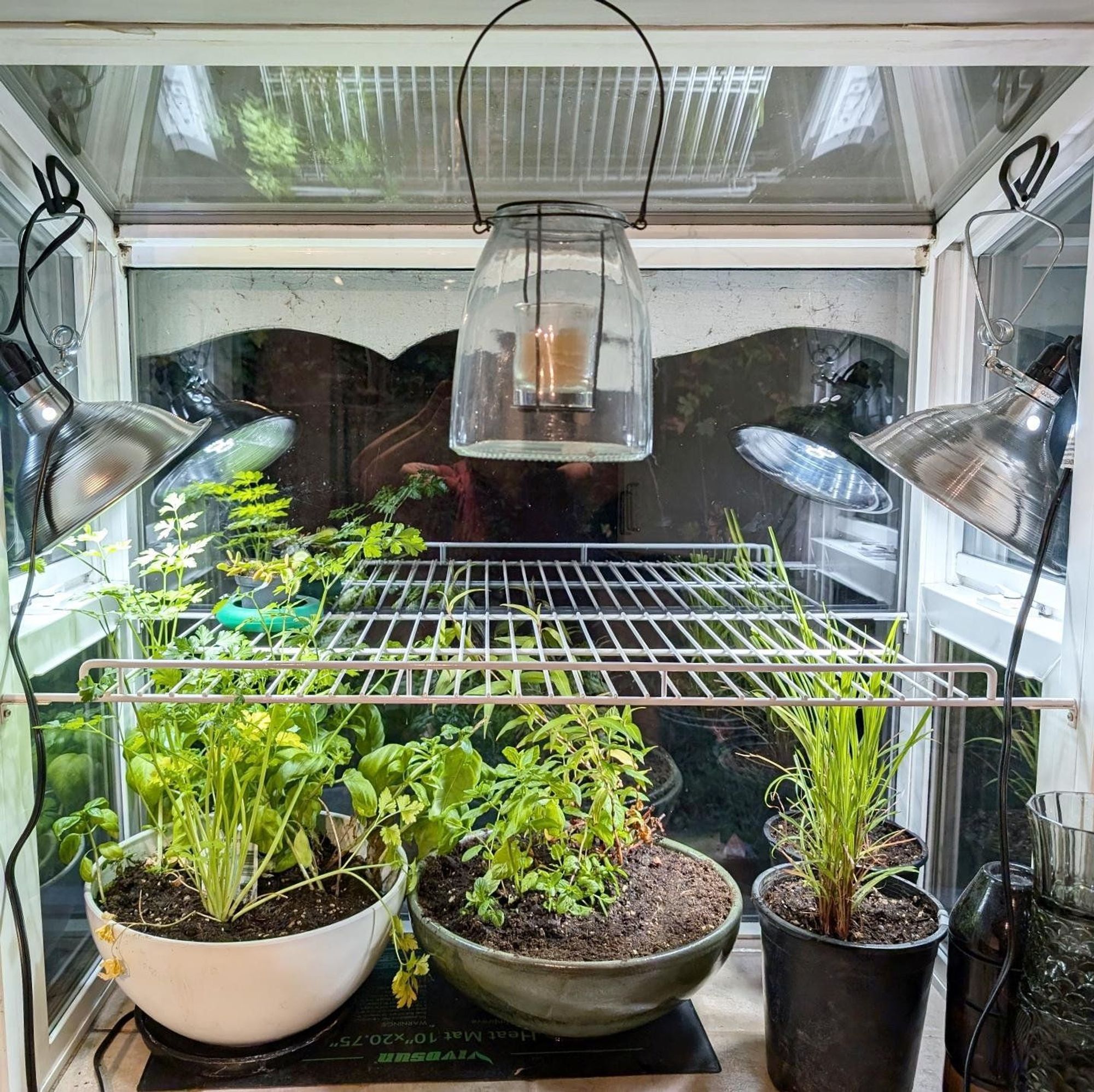 Two low round pots of herbs rest on a propagation mat, next to a couple of pots of lemongrass, all in a greenhouse window. Two full spectrum lights provide supplemental lighting.