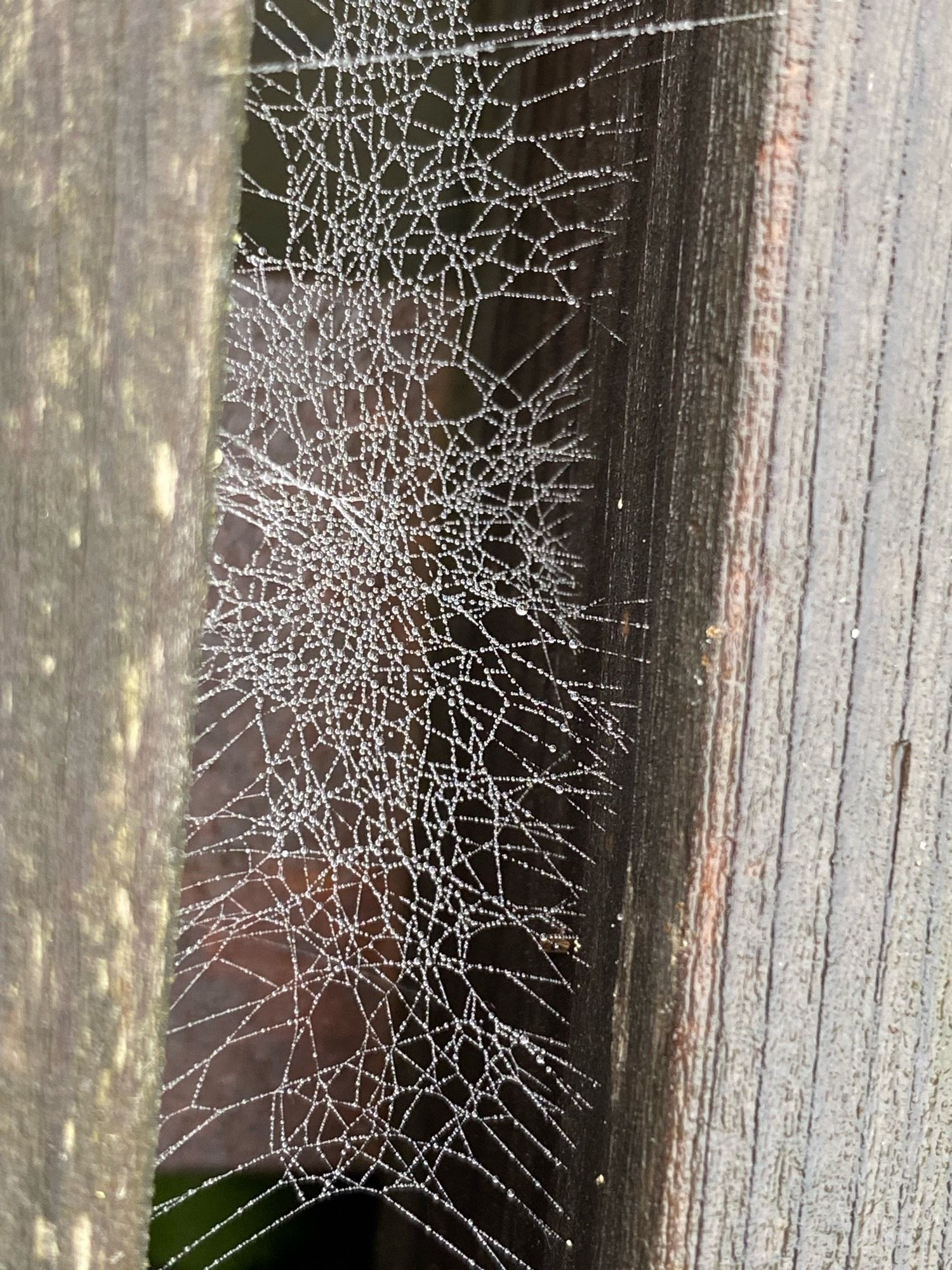 Small messy spiderweb between two planks,with very small dewdrops