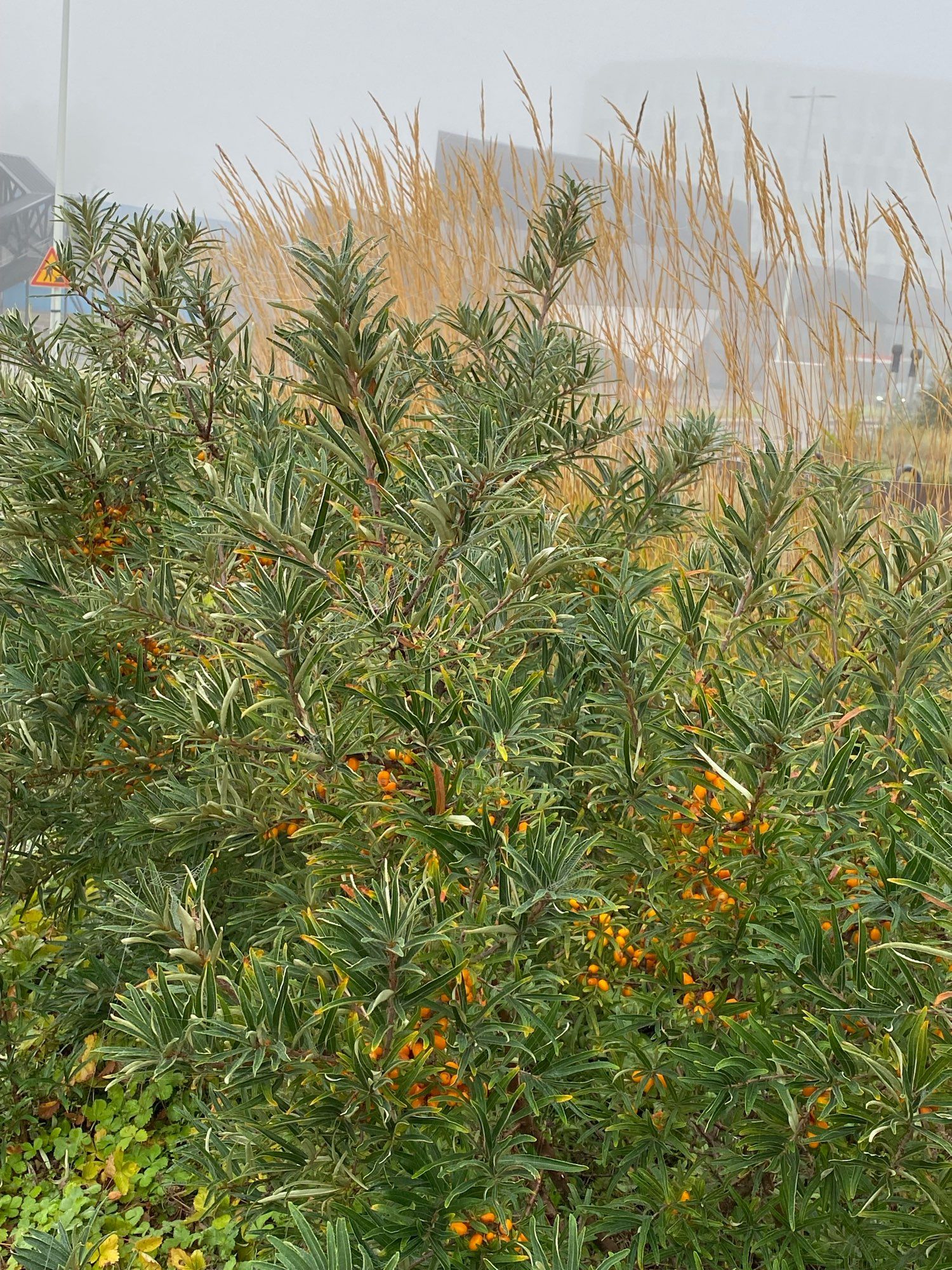 Sea-buckthorn growing in front of a local cafe, mist shrouded building in the background. The leaves are short and berries orange.