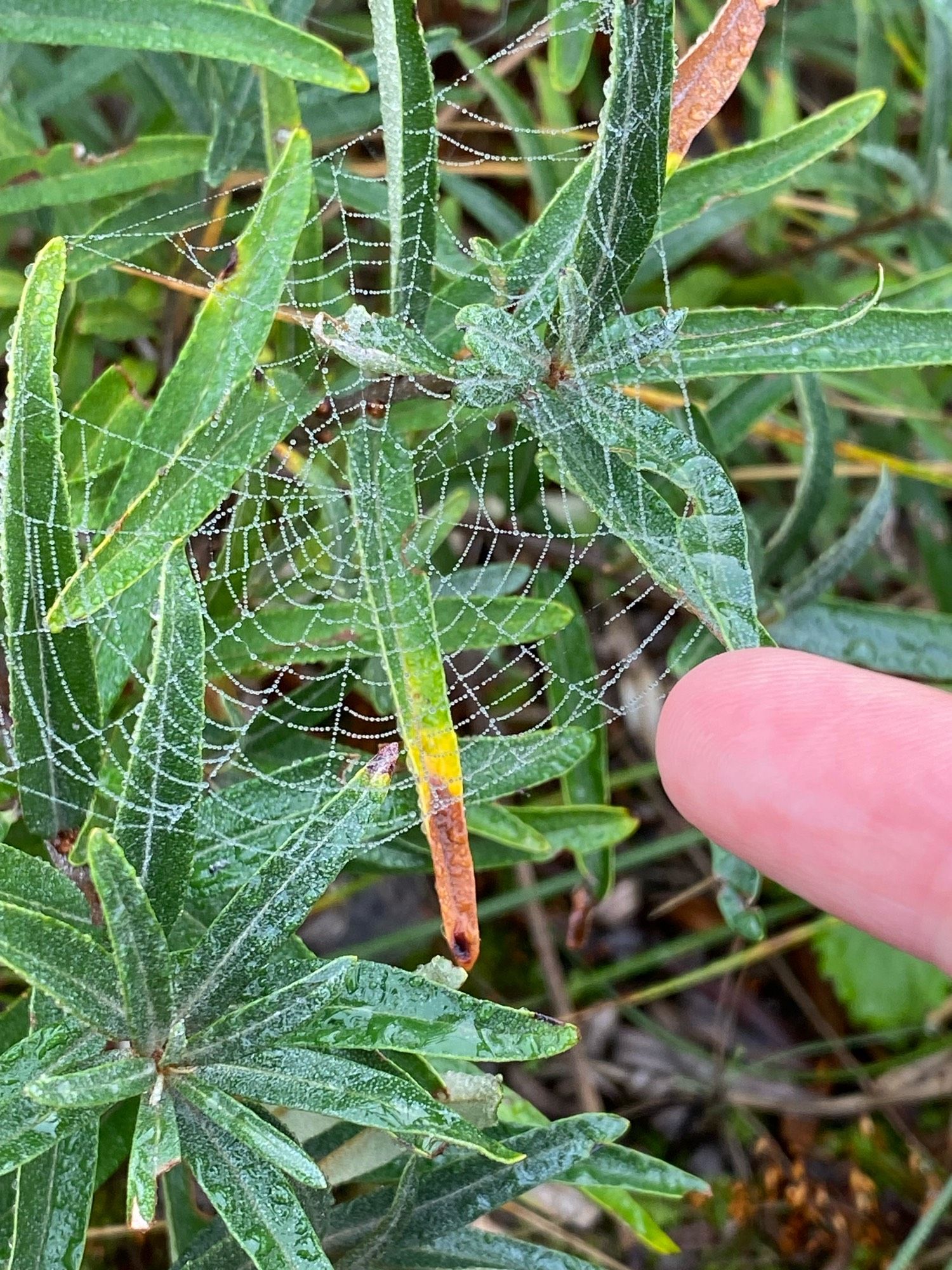 Small web attached to some greenery, my fingertip for scale