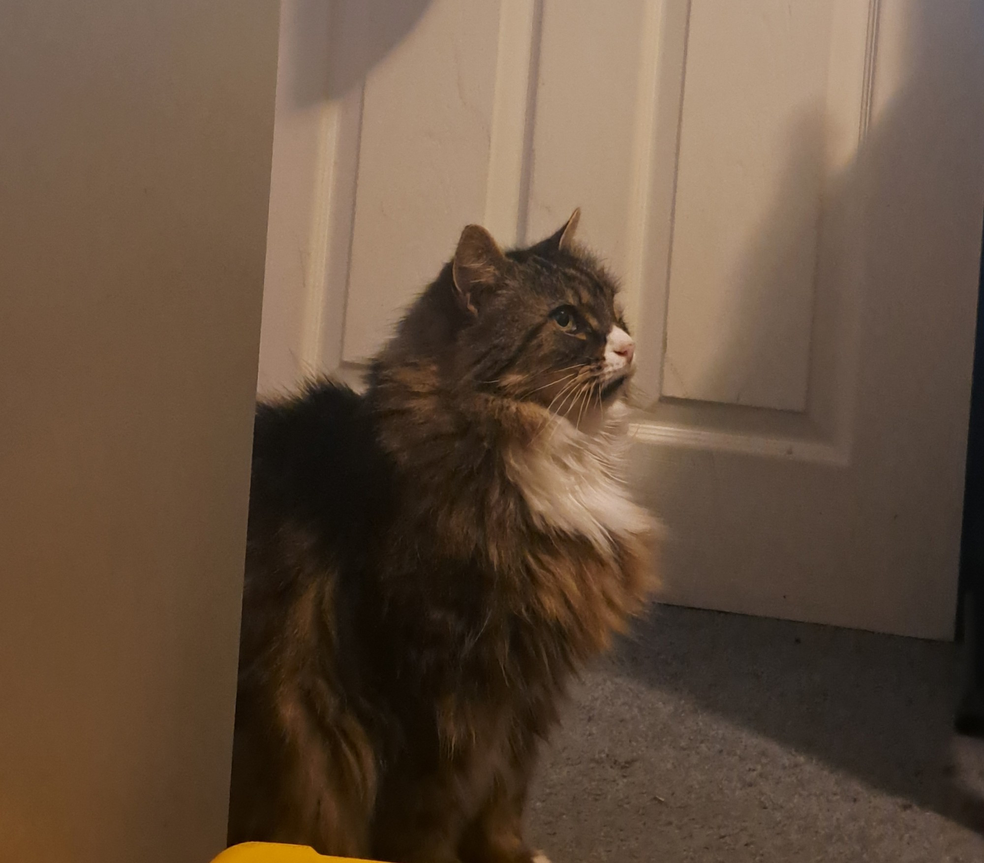 A side view of a black, brown, and white cat with green eyes sitting down. He is looking to the right. His fur is very fluffy. This cat is good.