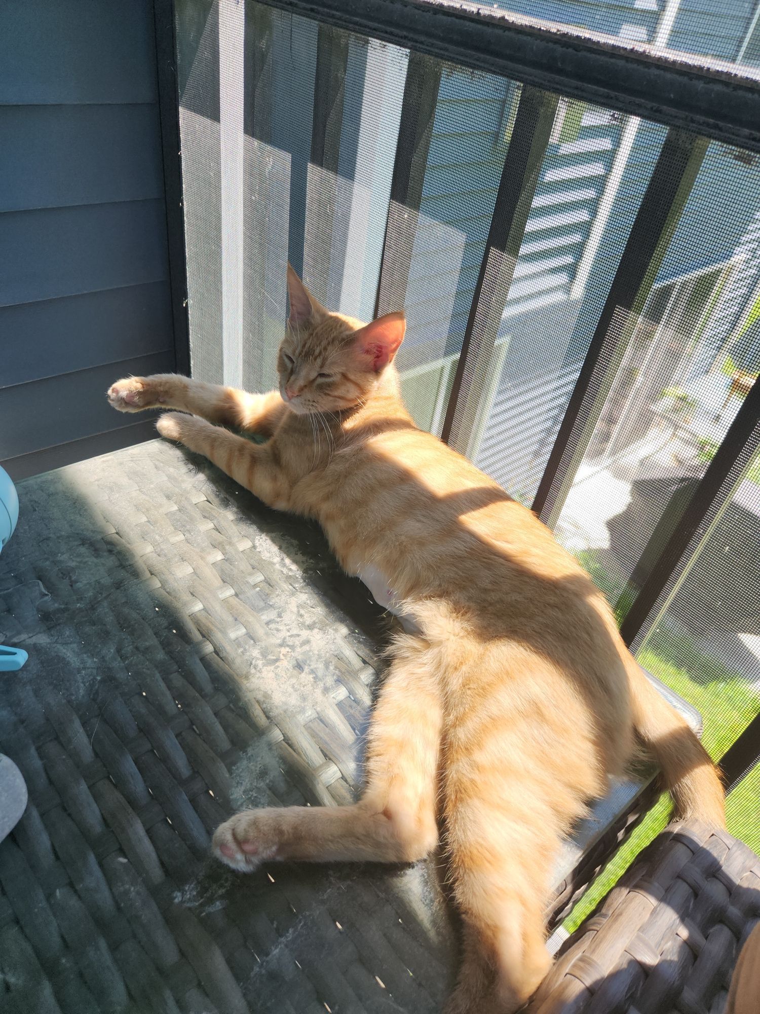 Orange striped cat laying in a sunbeam