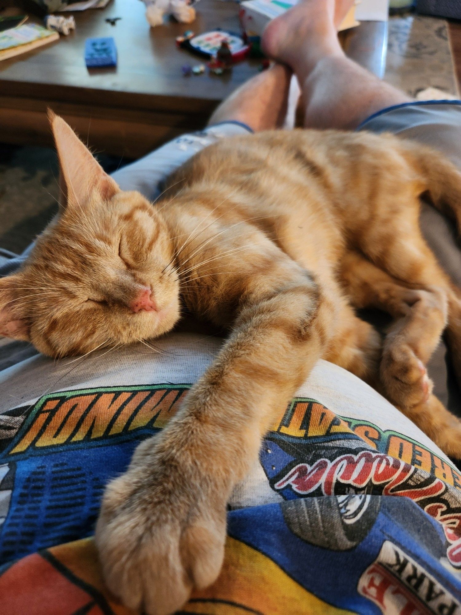 An orange tabby cats sleeping on a person's lap. Arm outstretched toward the camera.