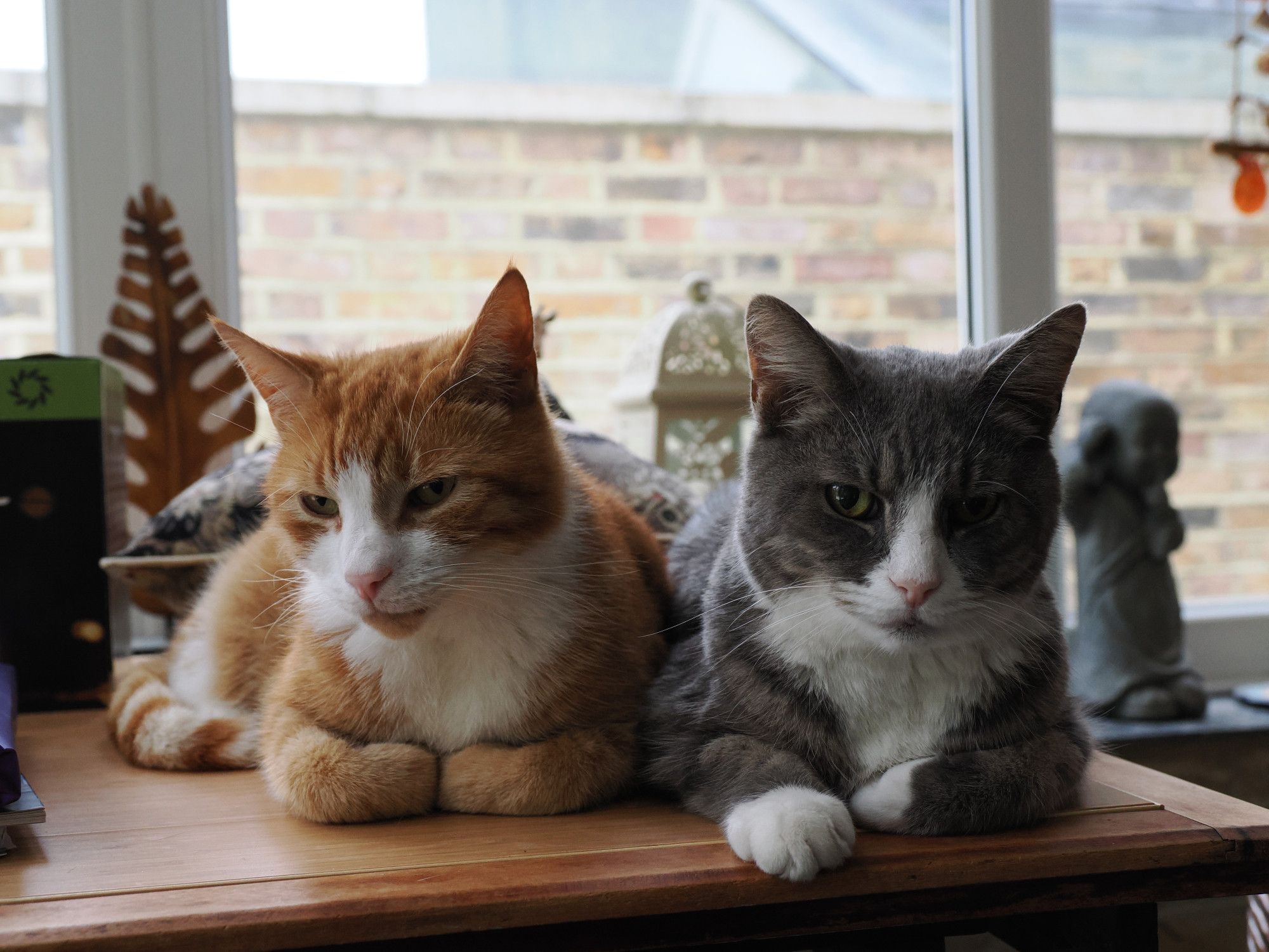 Two cats, next to each other on a table. One is ginger and white, one tabby and white.