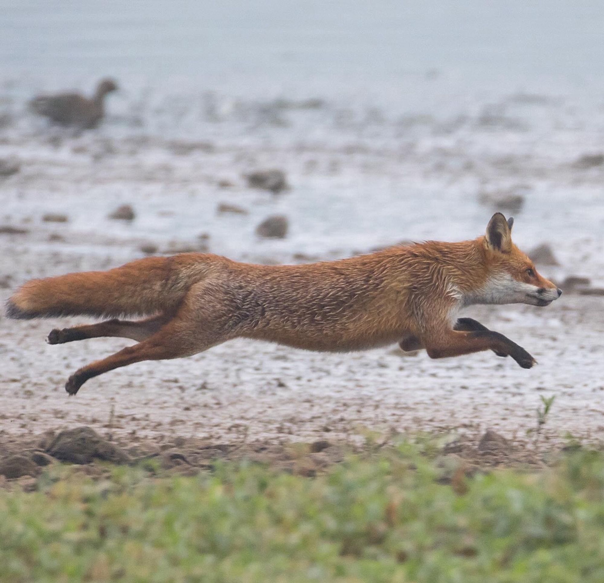 A red fox bounding around my view, in mid air , Uk