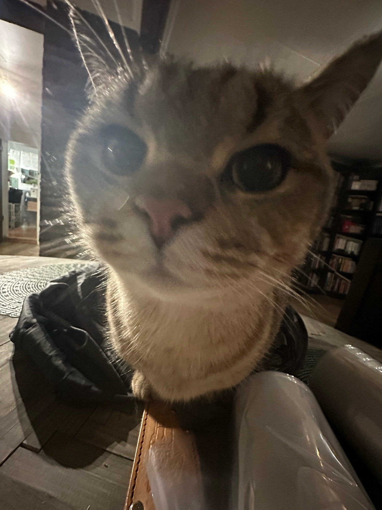 A blurry photo of Burger, a grey-ish stripy British shorthair. His face is close to the camera. with wide eyes. The picture is taken with the 0.5 camera setting, so everything besides his face looks smaller or elongated. He is sitting on a table, with bookshelves visible in the background. 