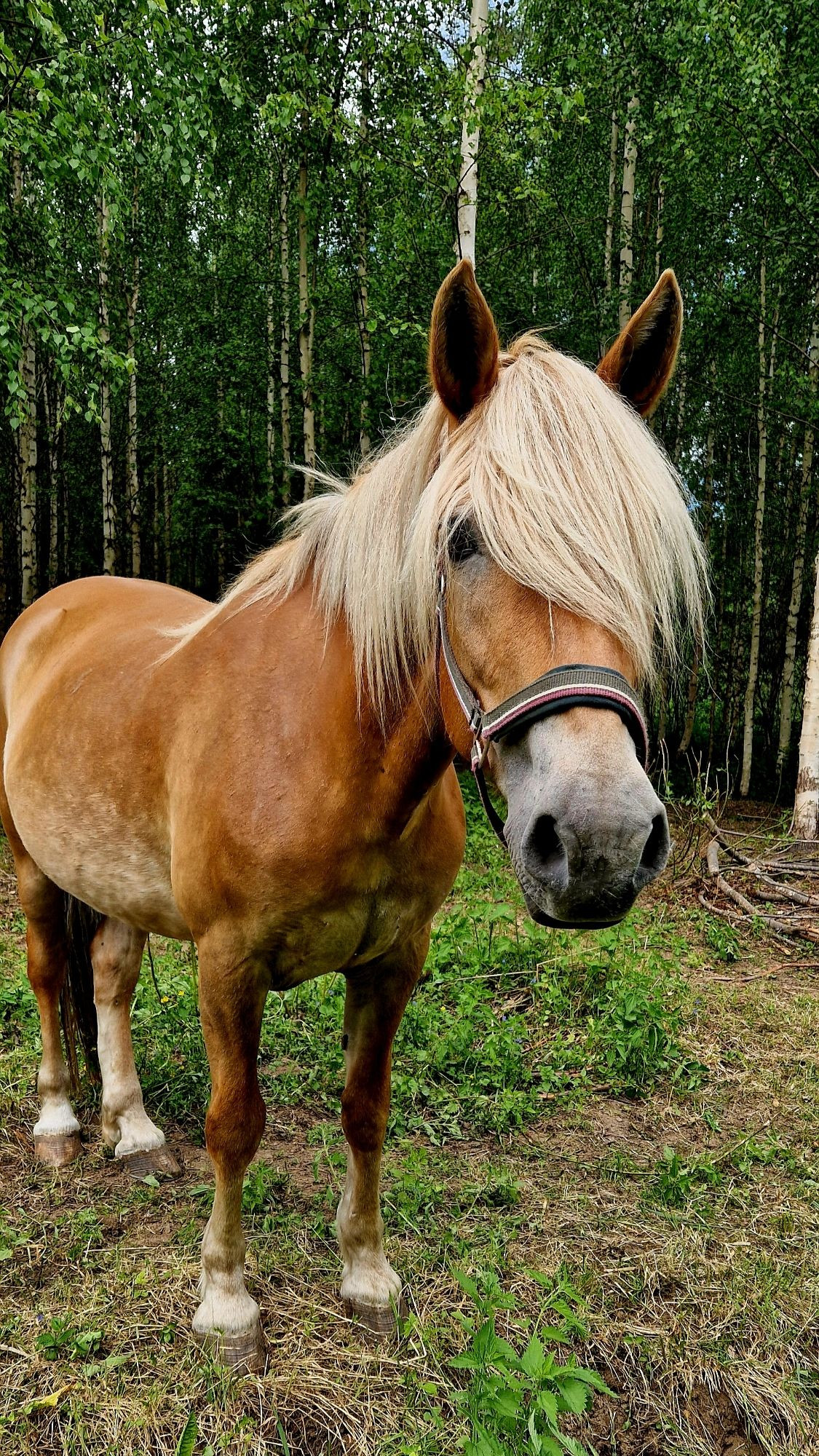 Vaaleanruskea, vaaleaharjainen suomenhevonen katsoo kameraan