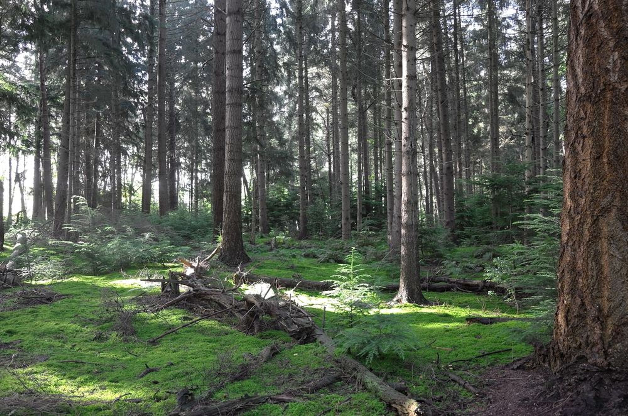 dennenbos met mos op de grond en een mooie speling van het licht.