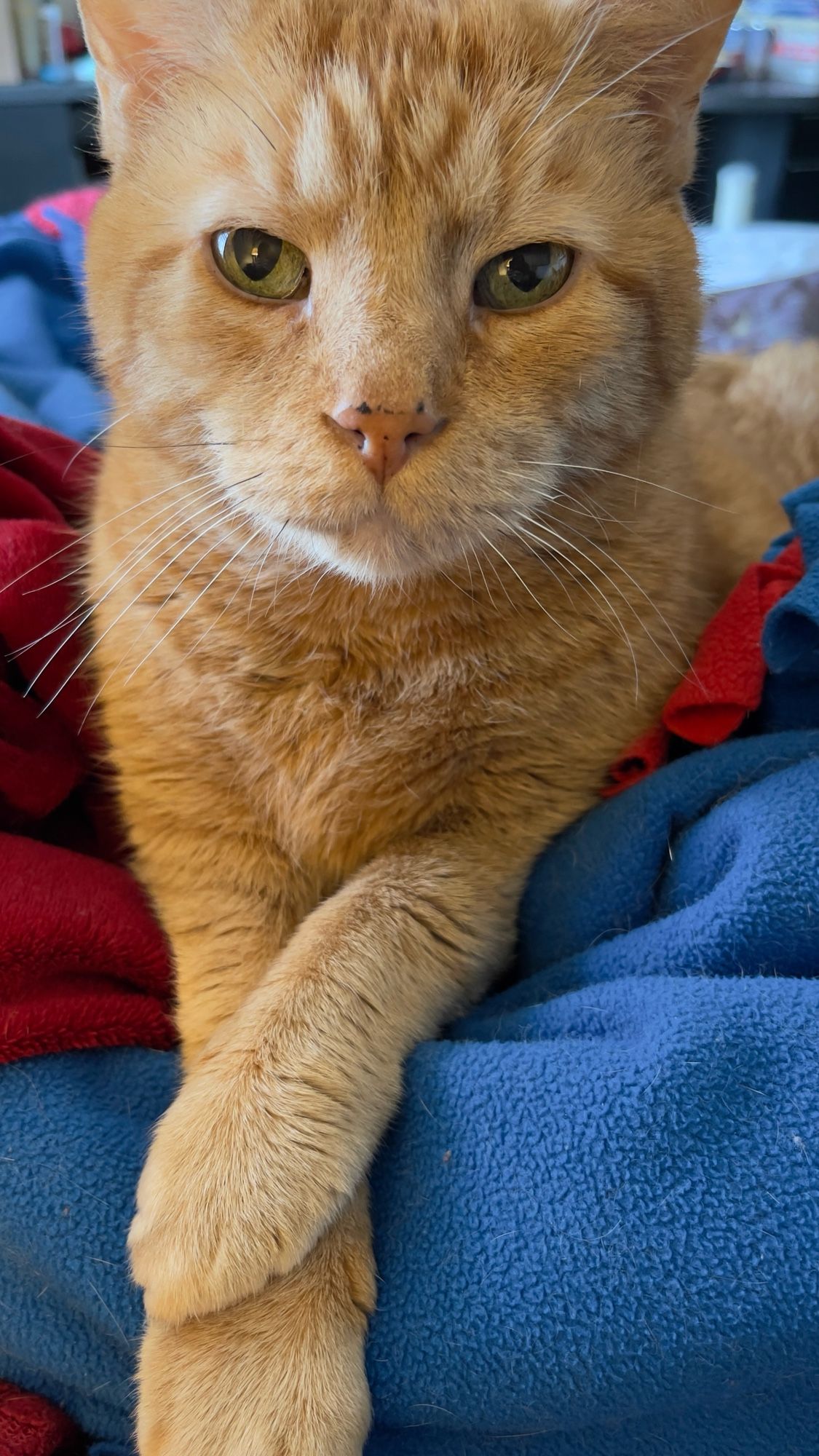 Orange tabby cat on a blue and red blanket. His paws are crossed and his green eyes are staring into the camera.