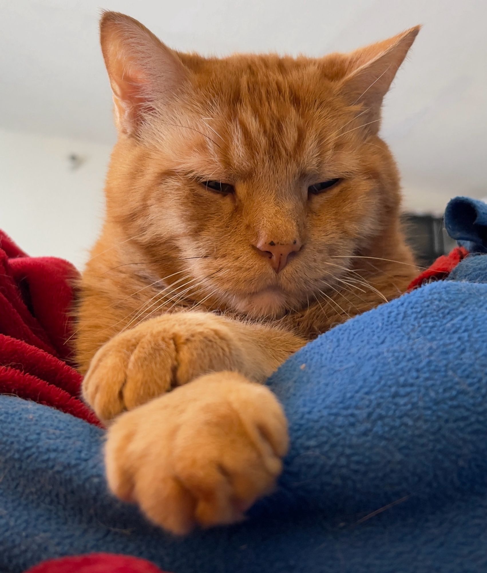 Orange tabby cat on a blue and red blanket. His paws are crossed and he is squinting peevishly at the camera.