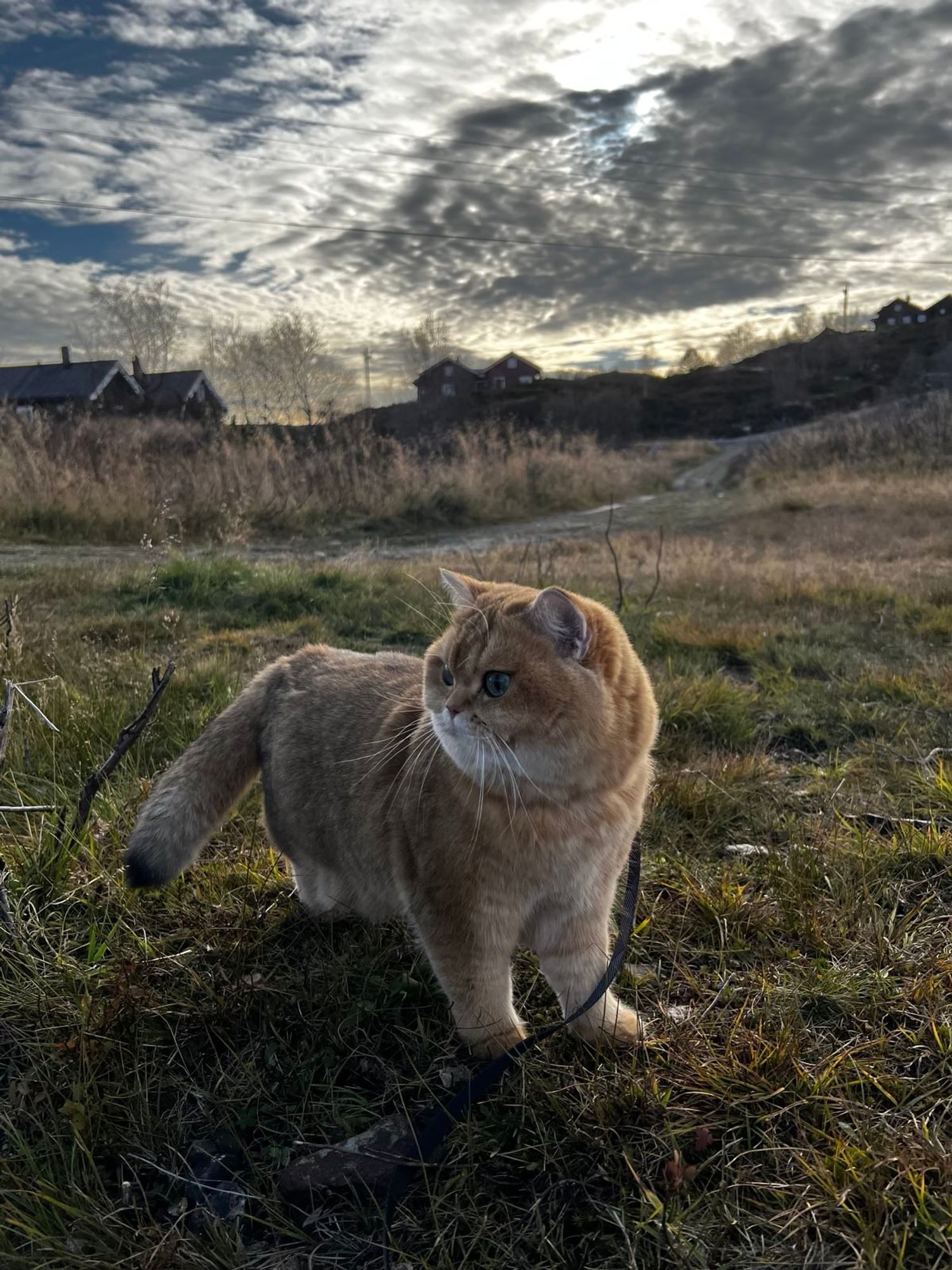 En utrolig fluffy british shorthair er ute og ser utover til venstre for kamera, lange værhår utover, og lys fra bak så du ser den vakre oransje pelsen, med dramatisk himmel og hytter i bakgrunnen