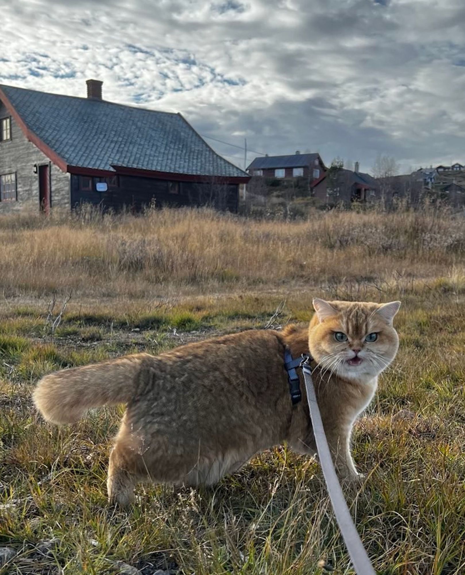 Den utrolig søte katten står med siden til, men har vendt hodet sitt mot kamera og mjauer som om hun gir ordre. Hun har lyset bak seg, noen hytter og står i en eng, og ser fluffy og vakker ut