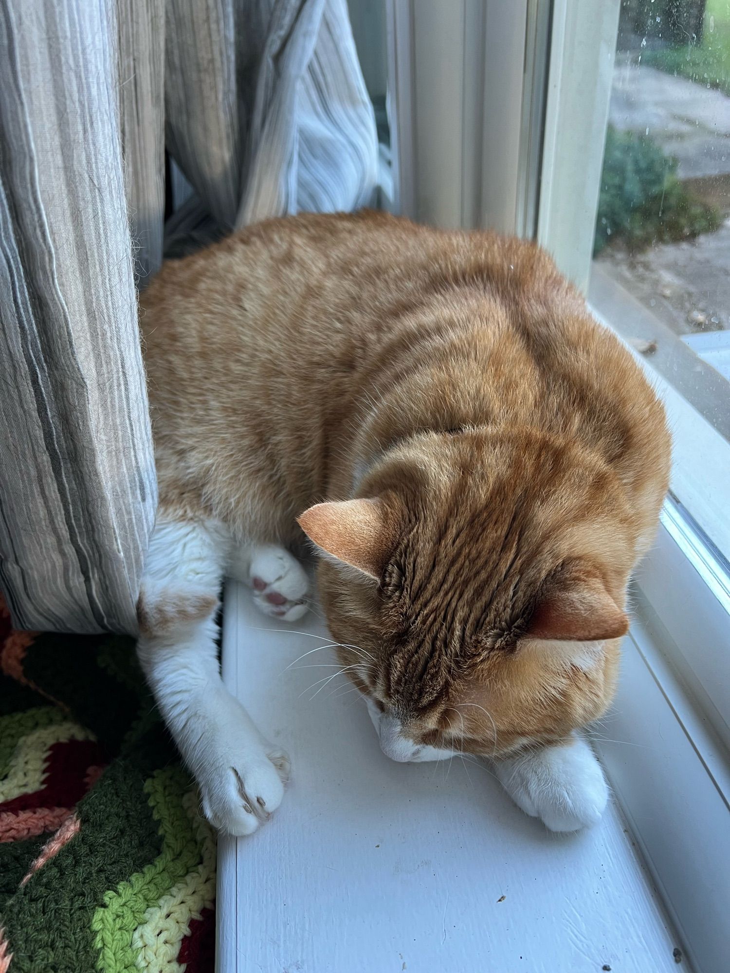 the same cat shot from above, showing how his ass is entirely hanging off the windowsill, but appears to be supported by the curtains like they’re a hammock. which is probably why all my curtains are coated in cat hair