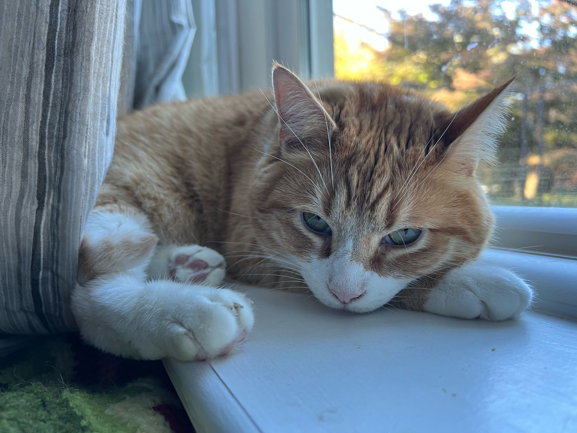 Anders, an orange tabby, looking sleepily at the camera, which is at the same level as his face. He’s lying on a windowsill, and while it’s a wider windowsill than typical, it’s still not wide enough for his whole self. One of his rear paws is closer to the camera than his face and his toes are barely gripping the windowsill