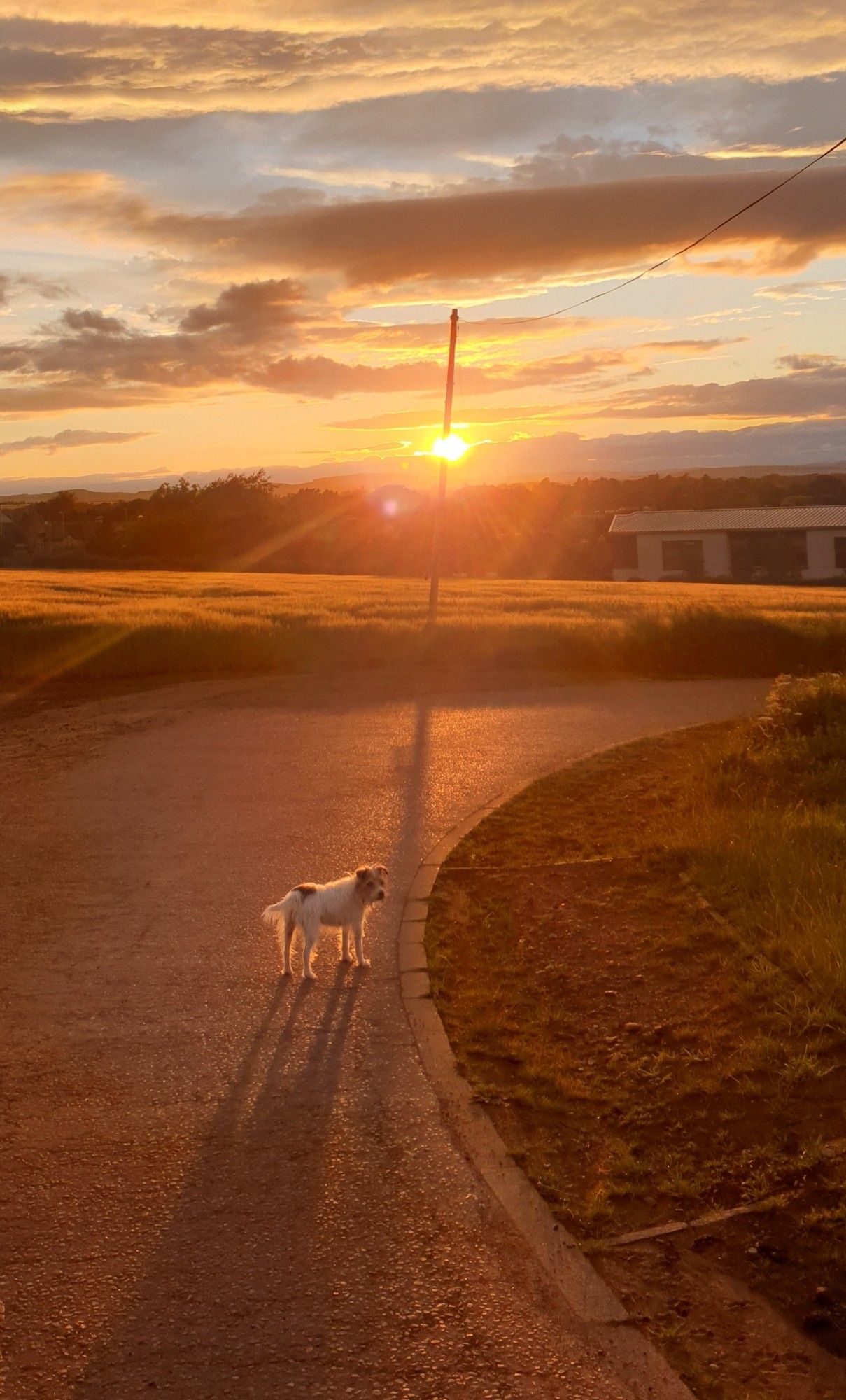 A small beautiful dog casting long shadows in front of an expansive Scottish sunset