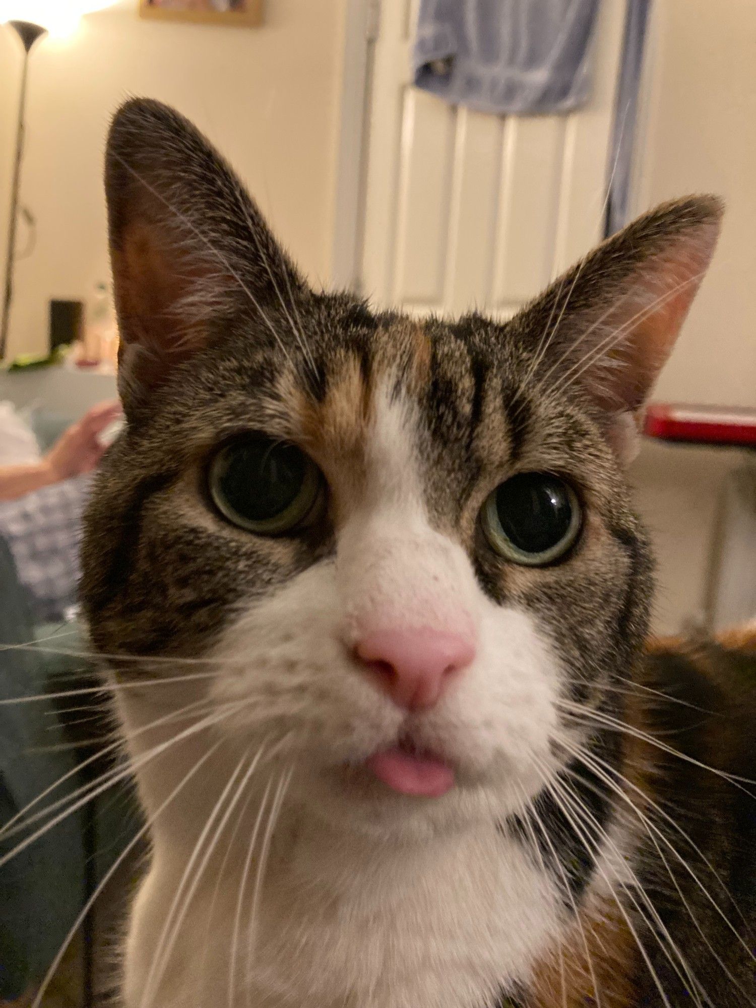 Cookie sticking her tongue out.