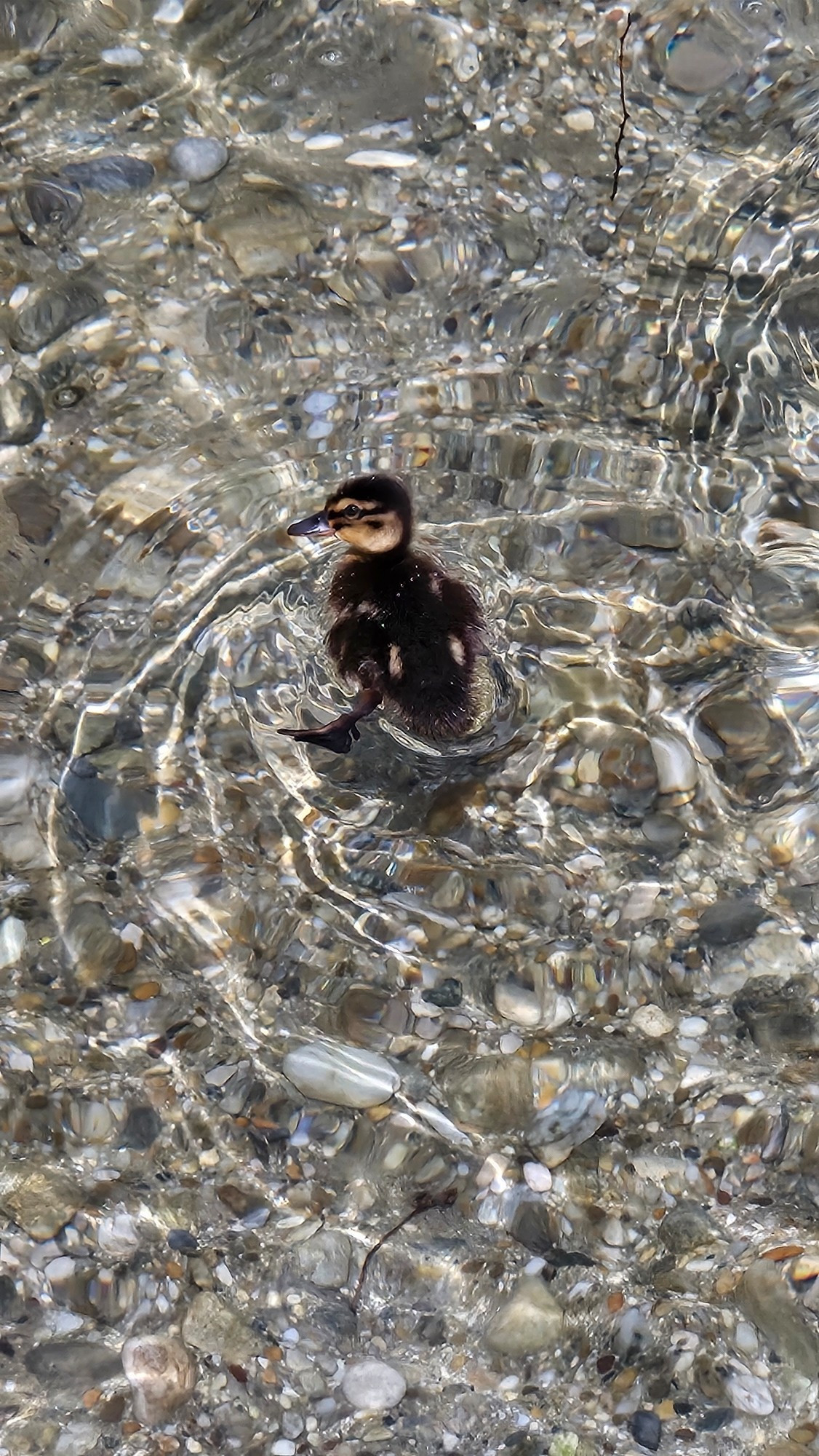 Baby-Ente im See