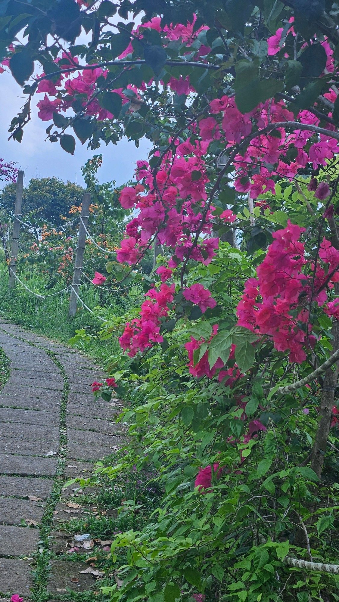 Spazierweg. Pinke Bougainvillea