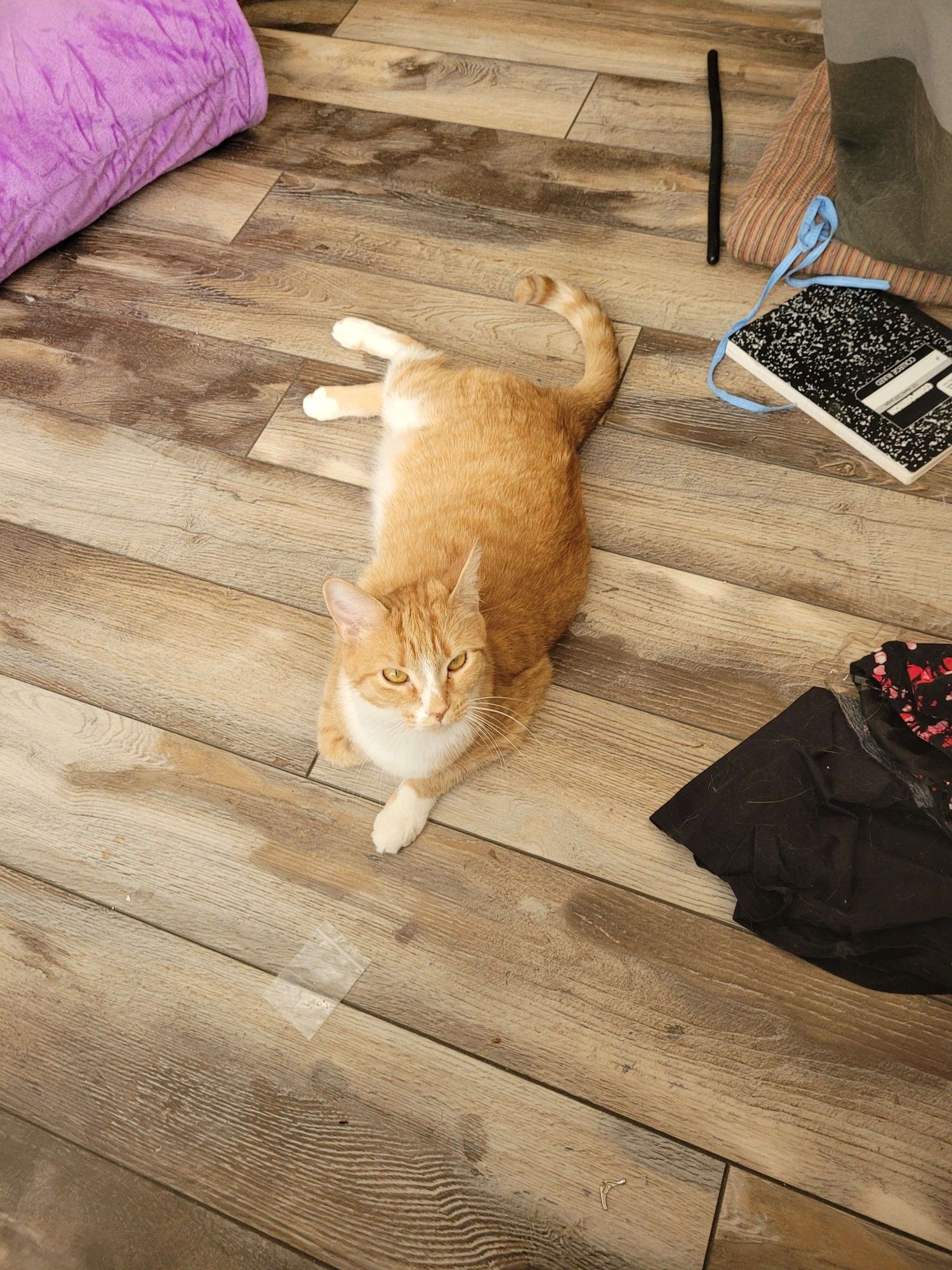 Mousey's cat Oliver laying on the floor.  He is an orange cat with a white belly and paws.