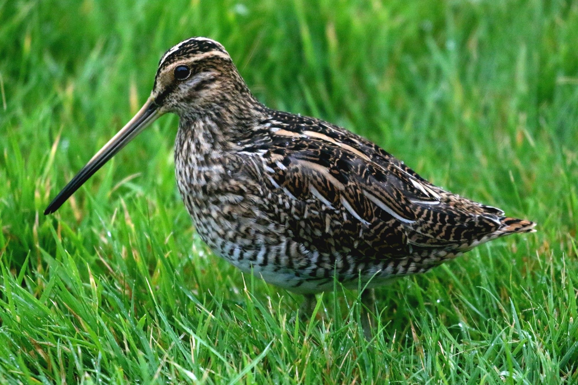 Snipe