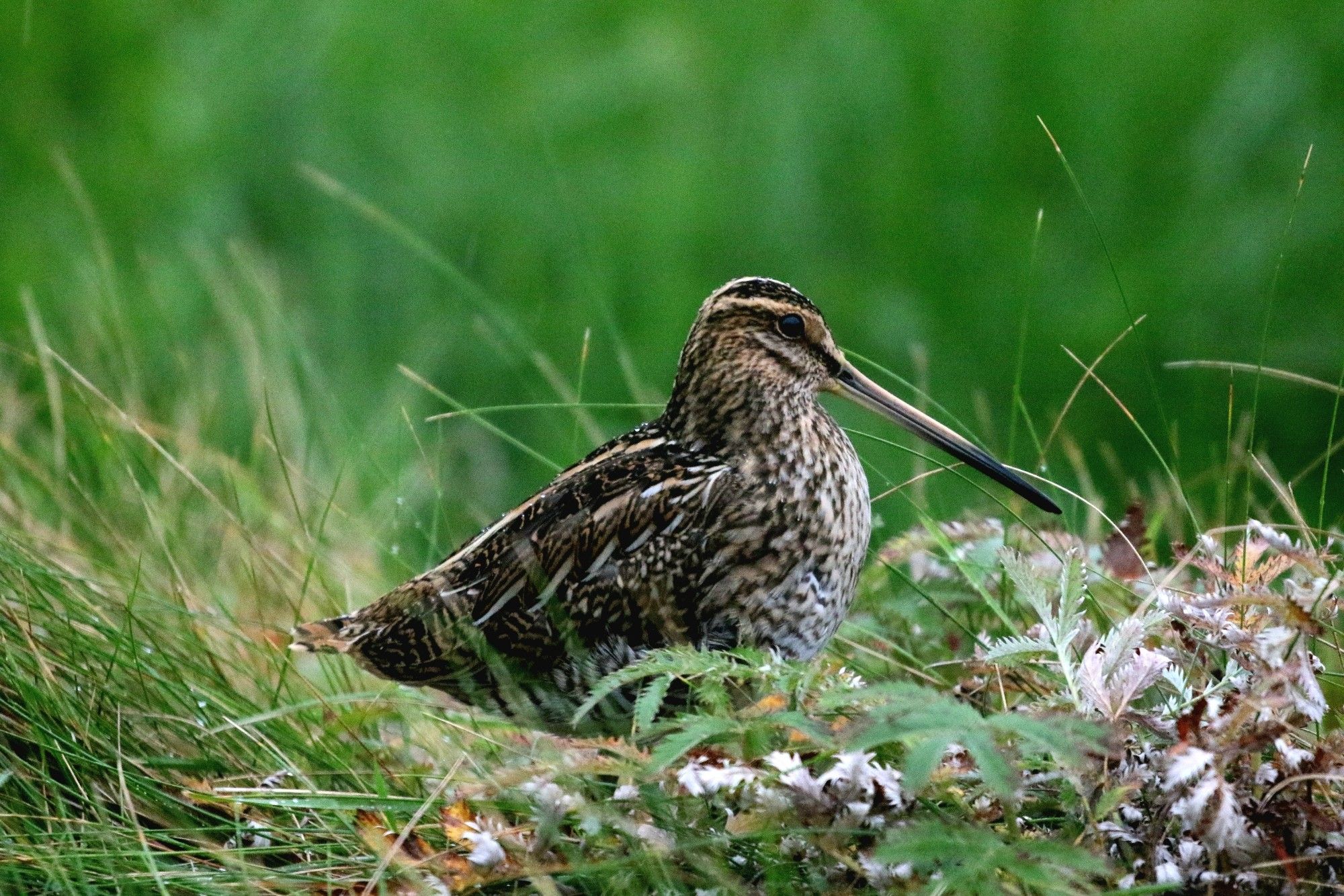 Snipe