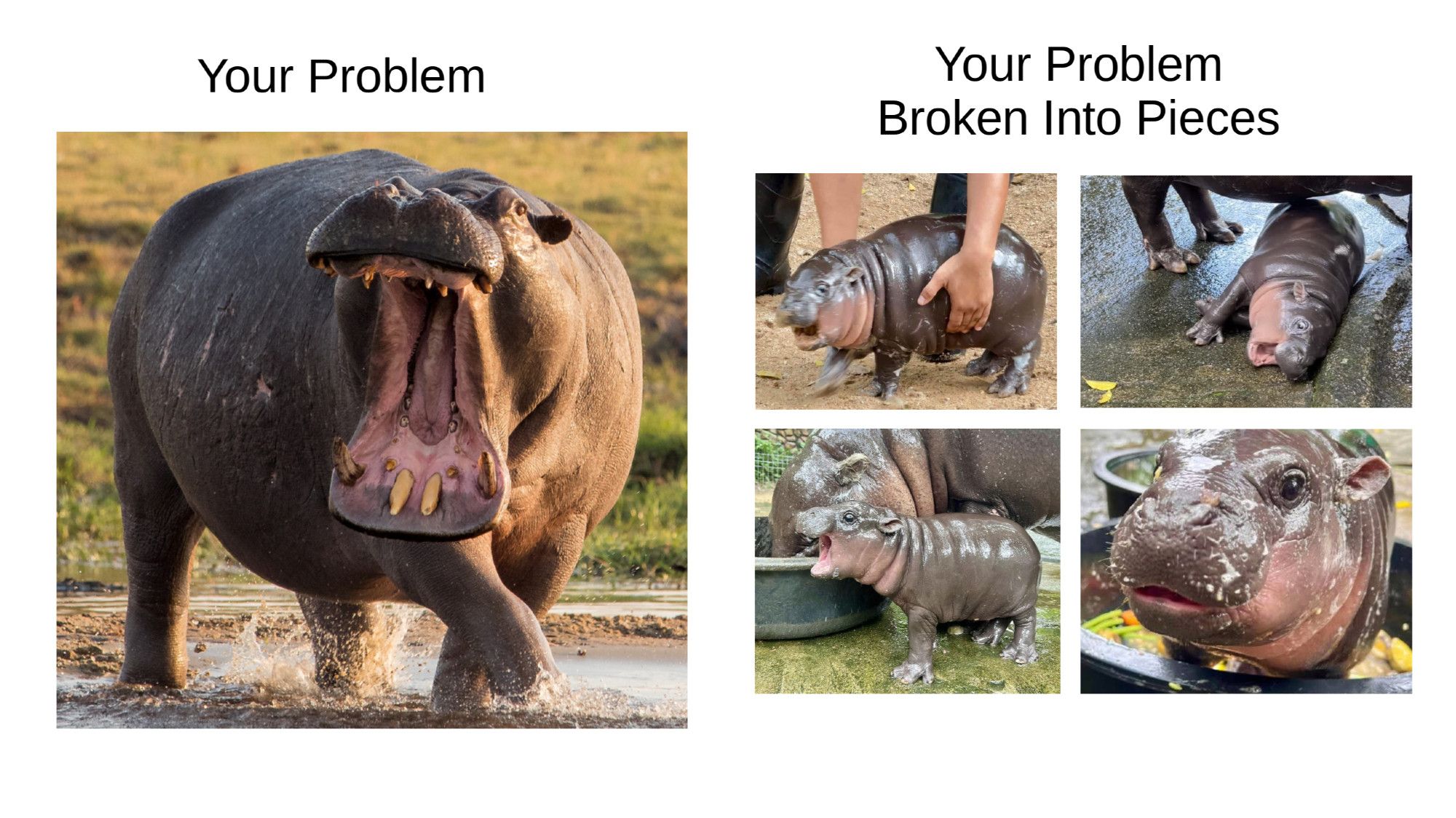 Left side - "Your problem" Image of an angry hippopotamus.
Right side - "Your problem broken down into pieces" 4 cute pictures of Moo Deng an adorable baby pygmy hippo

Angry hippo image from: https://www.fotocommunity.de/photo/angry-hippo-again-huber-tom/43184827