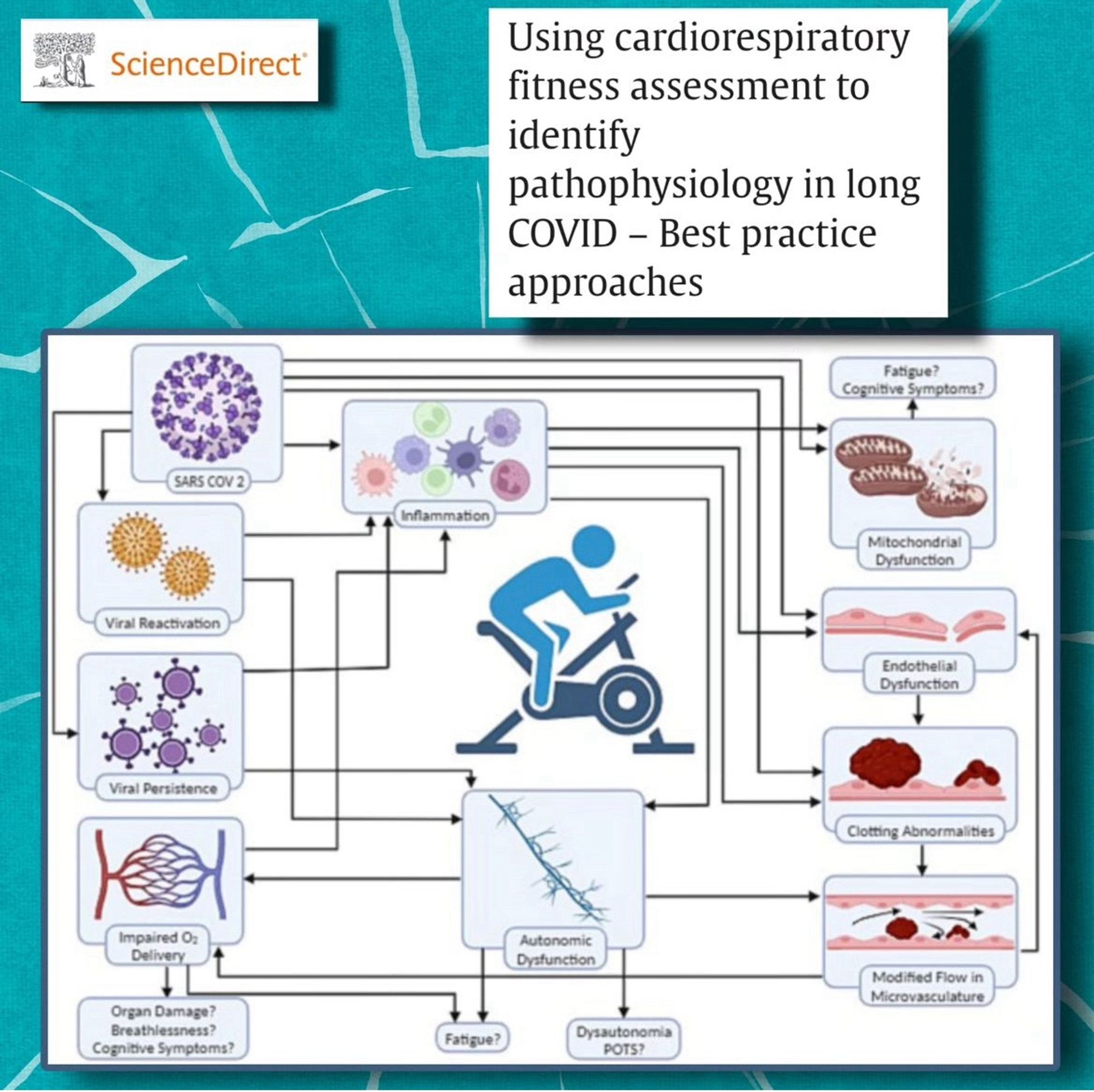 Science direct 
Using cardiorespiratory fitness assessment to identify
pathophysiology in long
COVID - Best practice approaches
schéma pour représenter la physiopathologie complexe/dynamique et interdépendante de Long COVID.