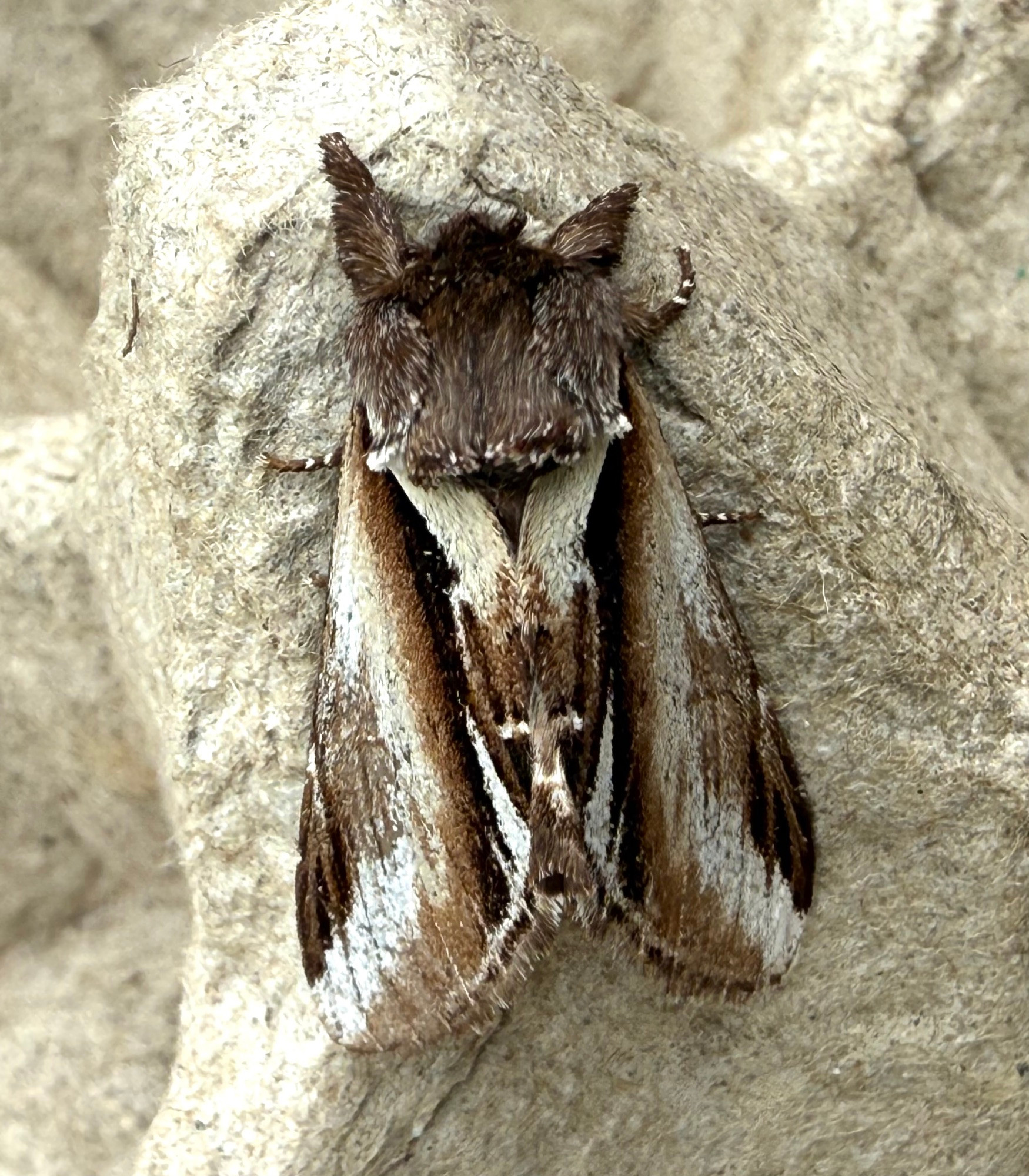 Lesser Swallow Prominent