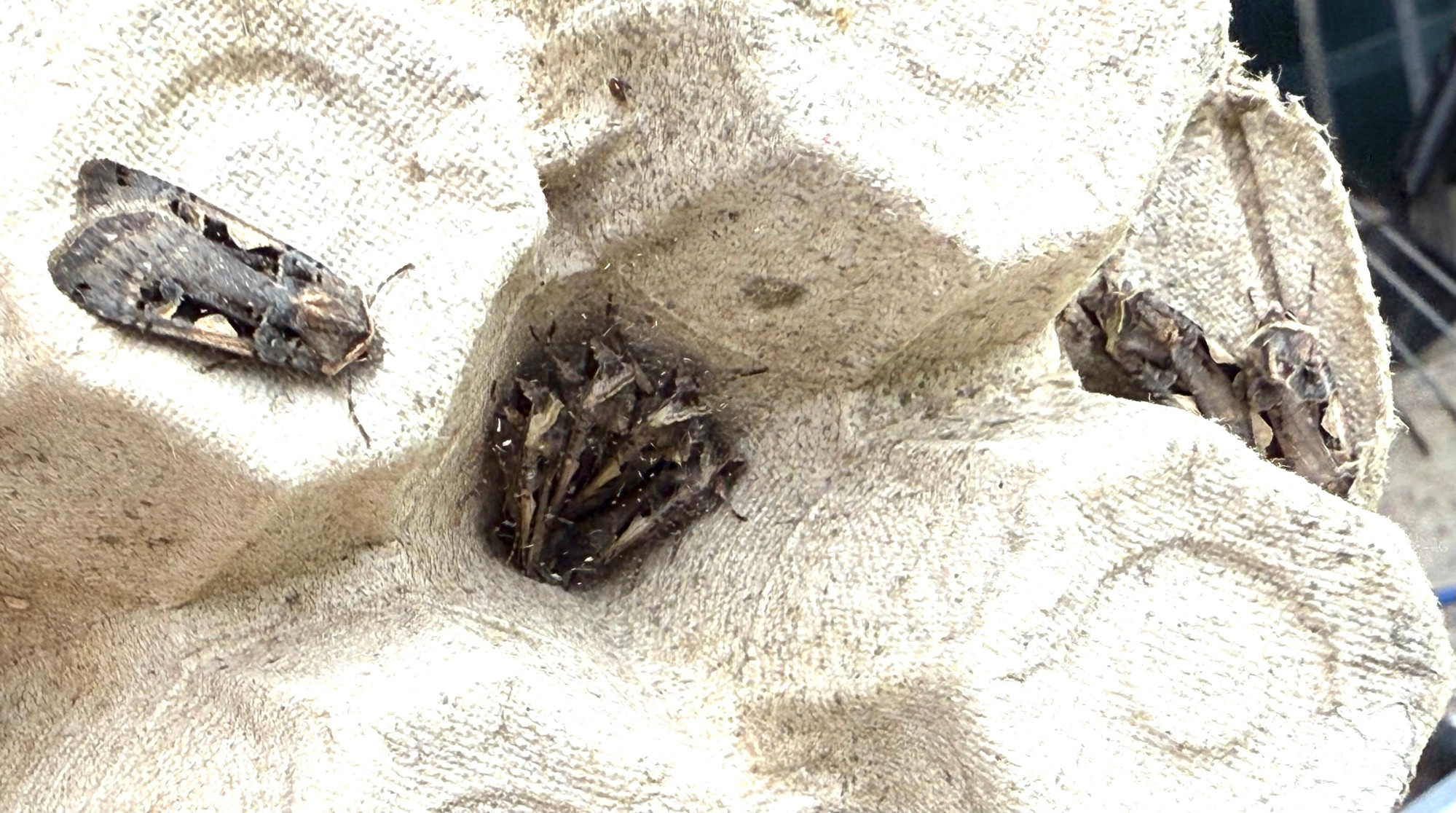 7 of the 70 Setaceous Hebrew Characters!