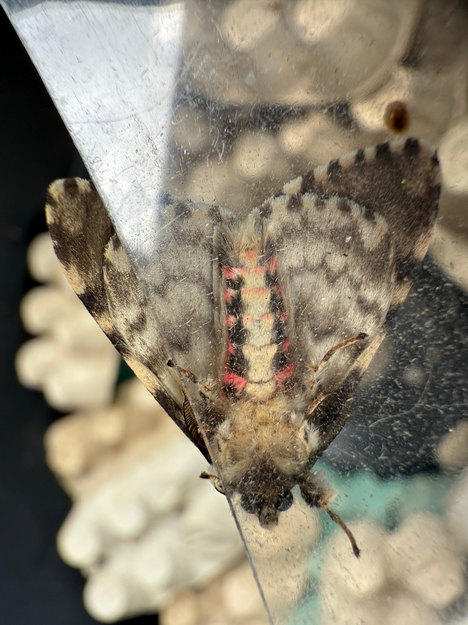 The  underside of a Black Arches