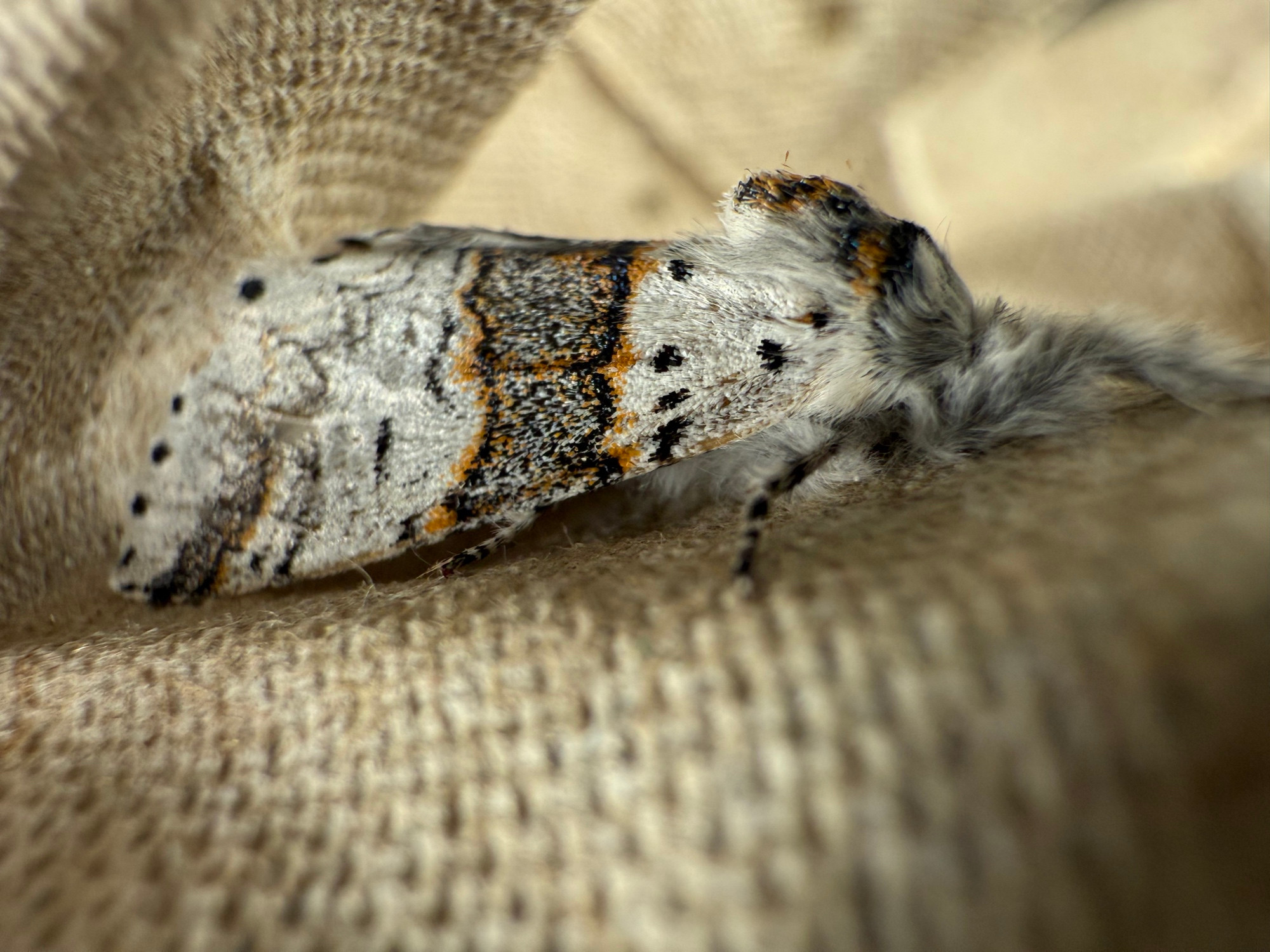 Sallow Kitten