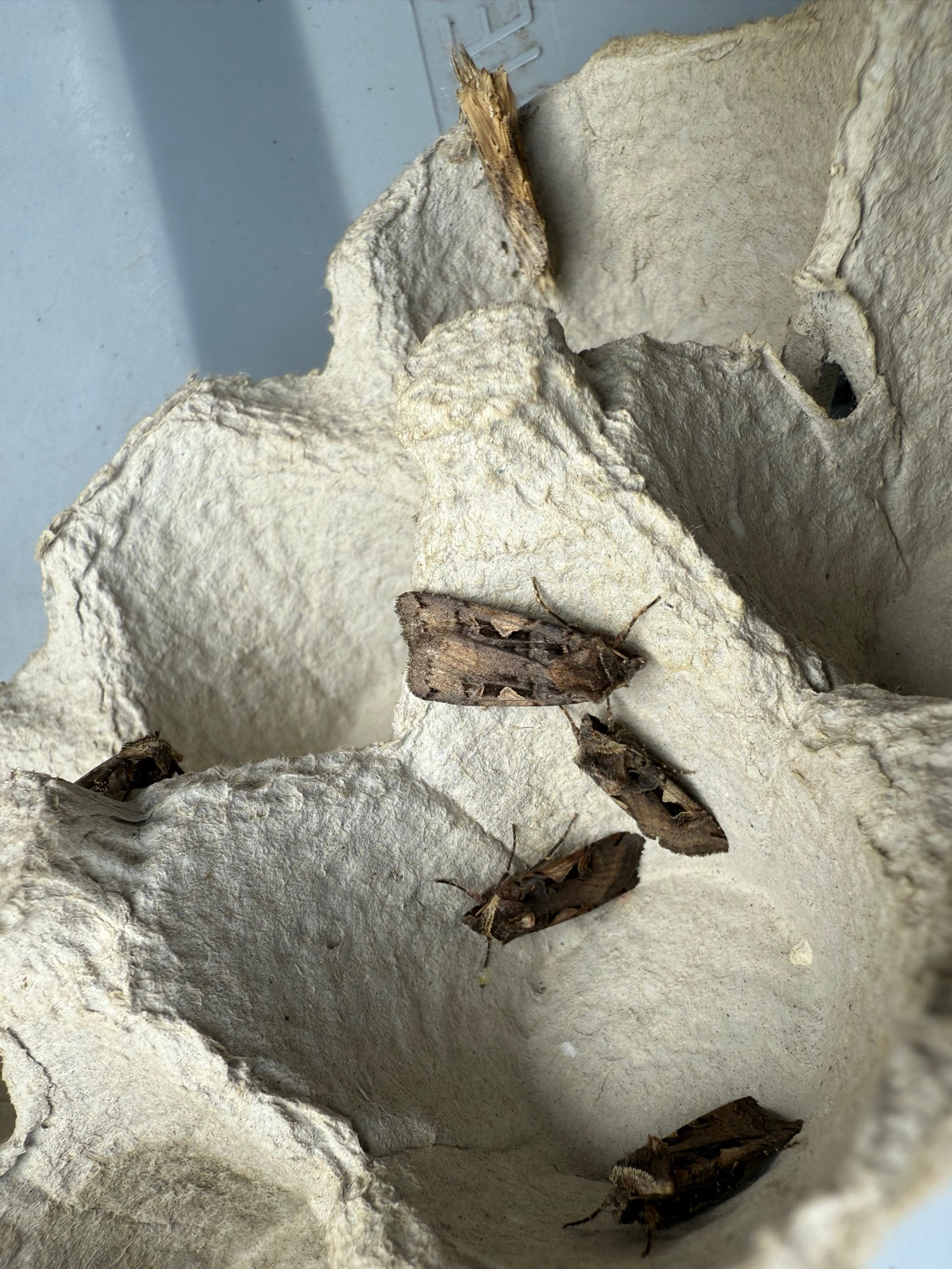 Pale Prominant and 4 of the 242 Setaceous Hebrew Characters!!